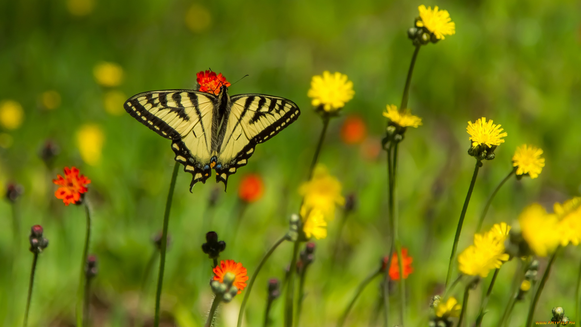 животные, бабочки, , мотыльки, , моли, парусник, главк, цветы, бабочка, боке