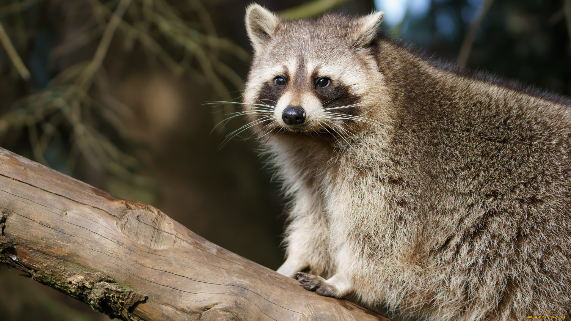 животные, еноты, енот