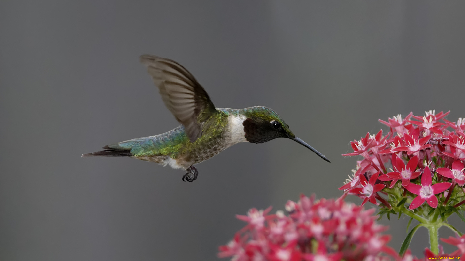 животные, колибри, полет, птица, цветы