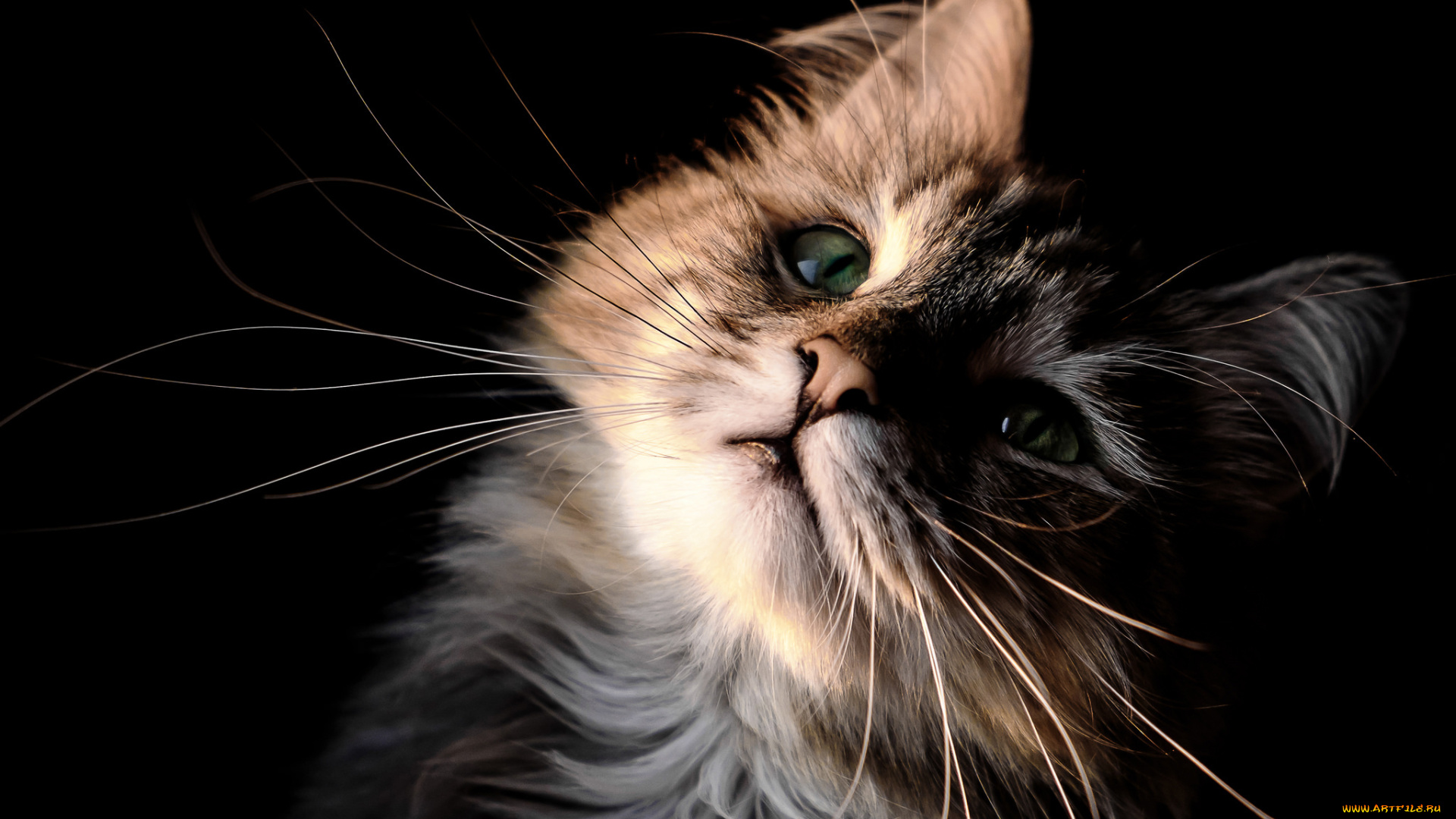 животные, коты, кот, кошка, котёнок, мордочка, усы, взгляд, портрет, чёрный, фон
