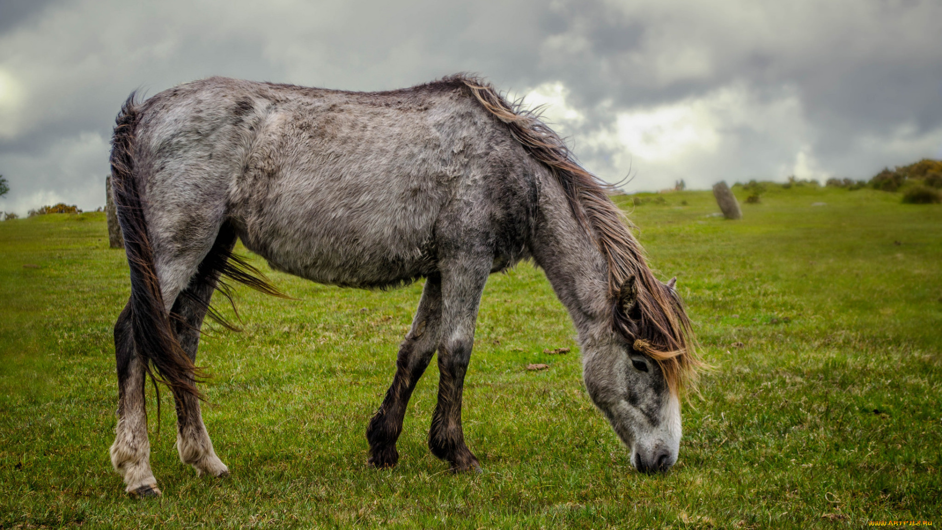 животные, лошади, лошадка