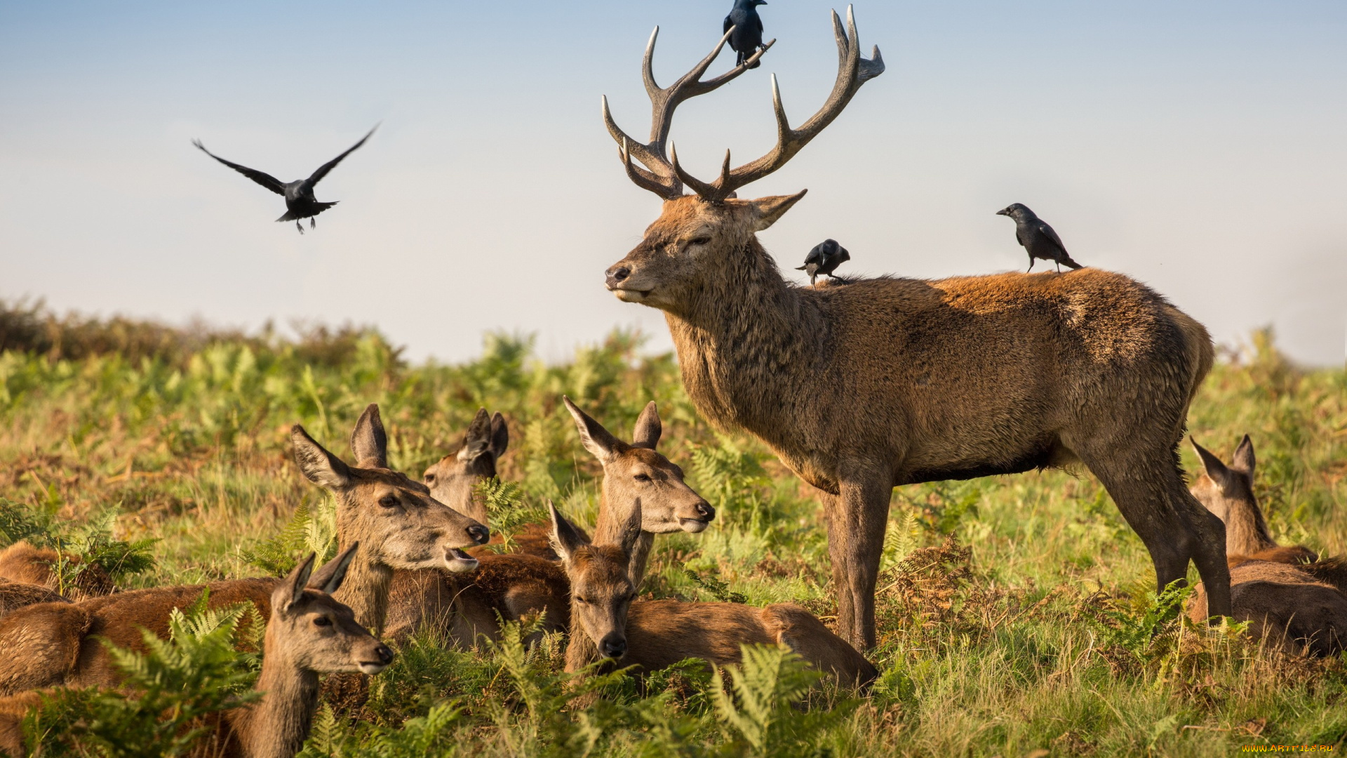 животные, олени, природа, птицы