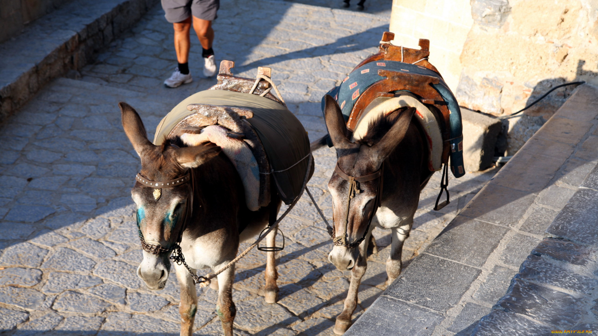 животные, ослы, парочка