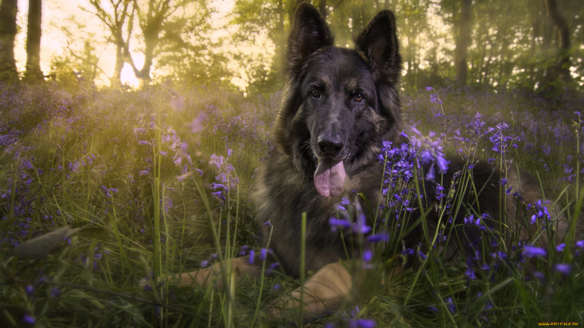 животные, собаки, овчарка, немецкая, колокольчики, поляна, цветы, взгляд, собака