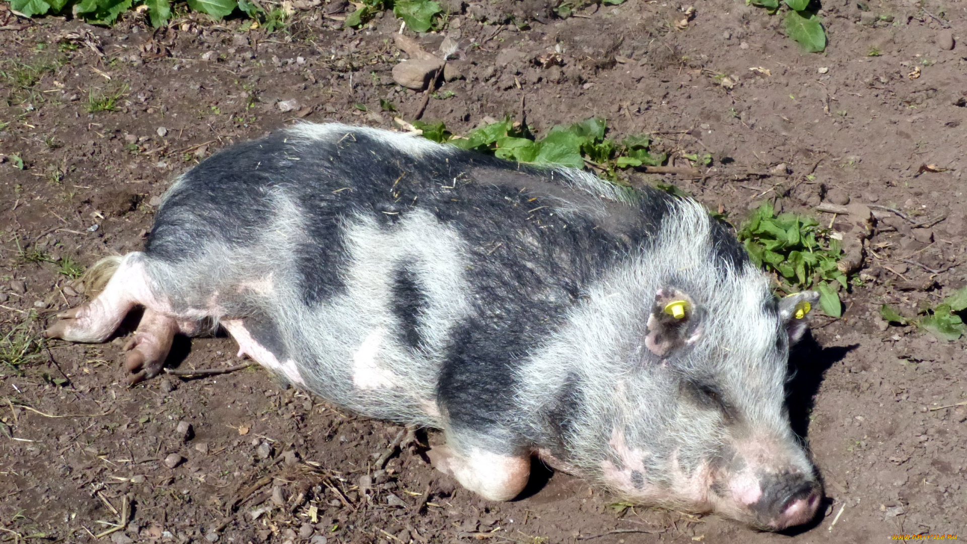 животные, свиньи, , кабаны, сон, отдых