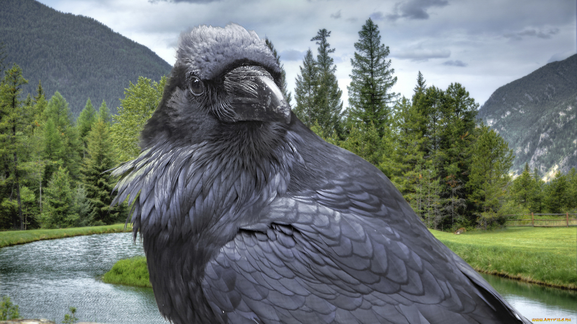 животные, вороны, , грачи, , галки, ворон