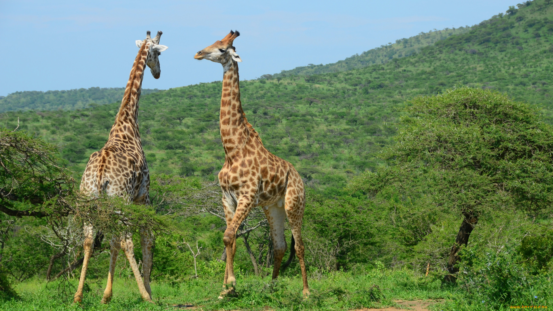 животные, жирафы, саванна