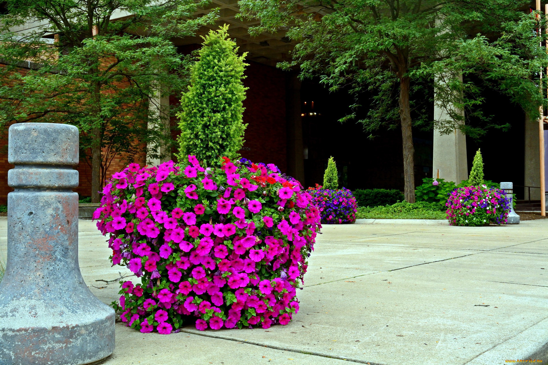 цветы, петунии, , калибрахоа, клумбы