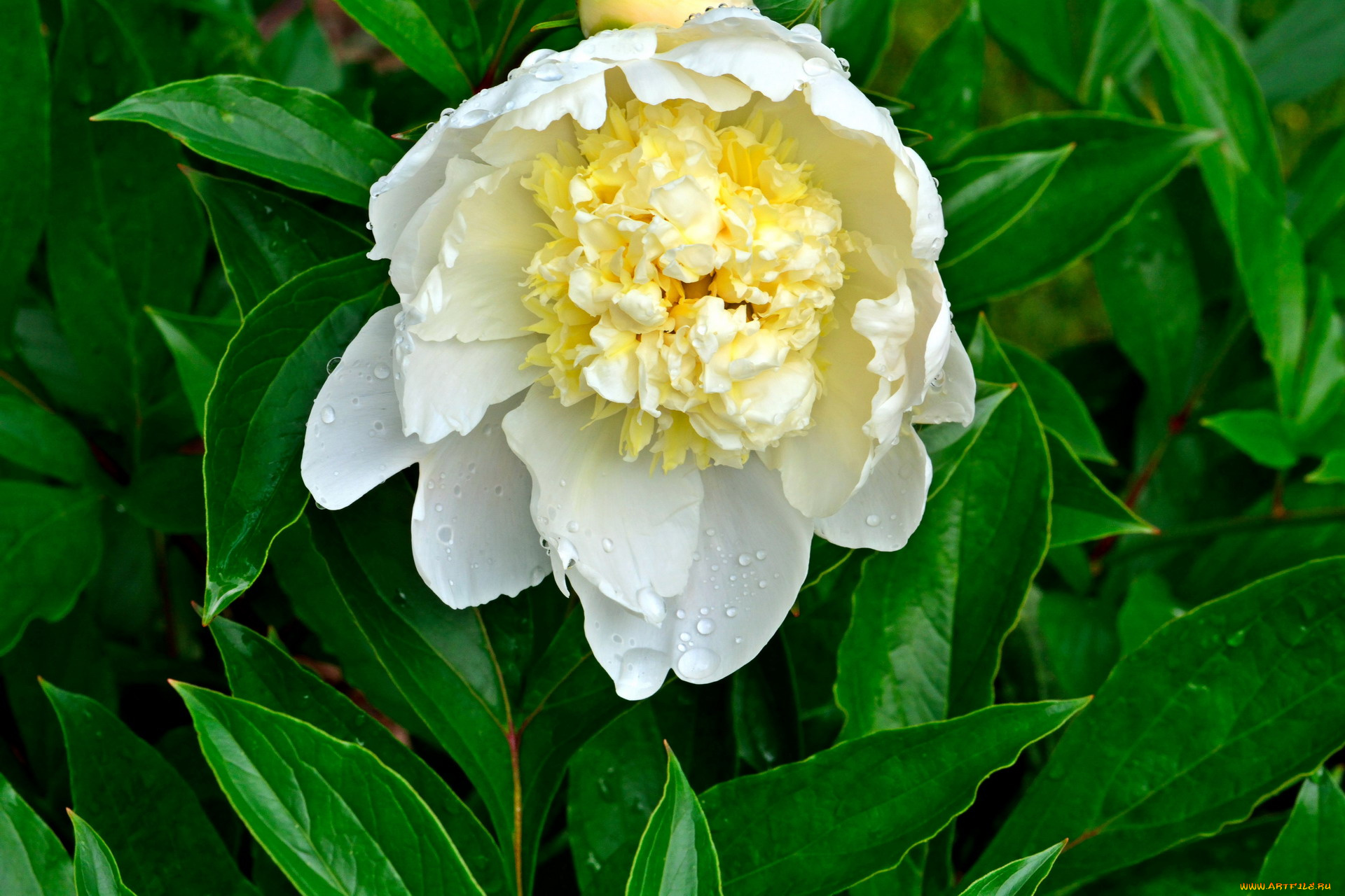 цветы, пионы, бутон, макро, белый