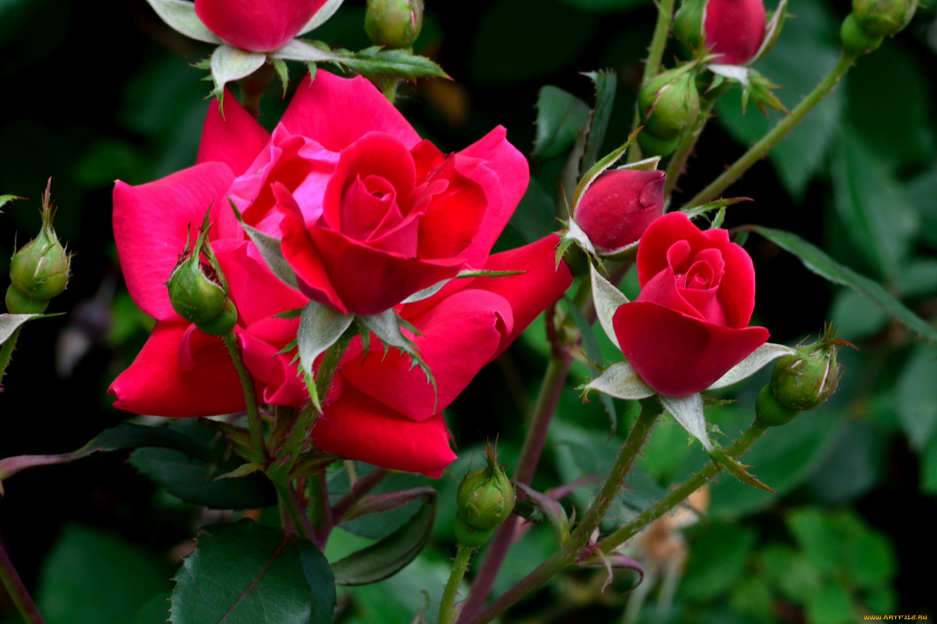 цветы, розы, бутоны