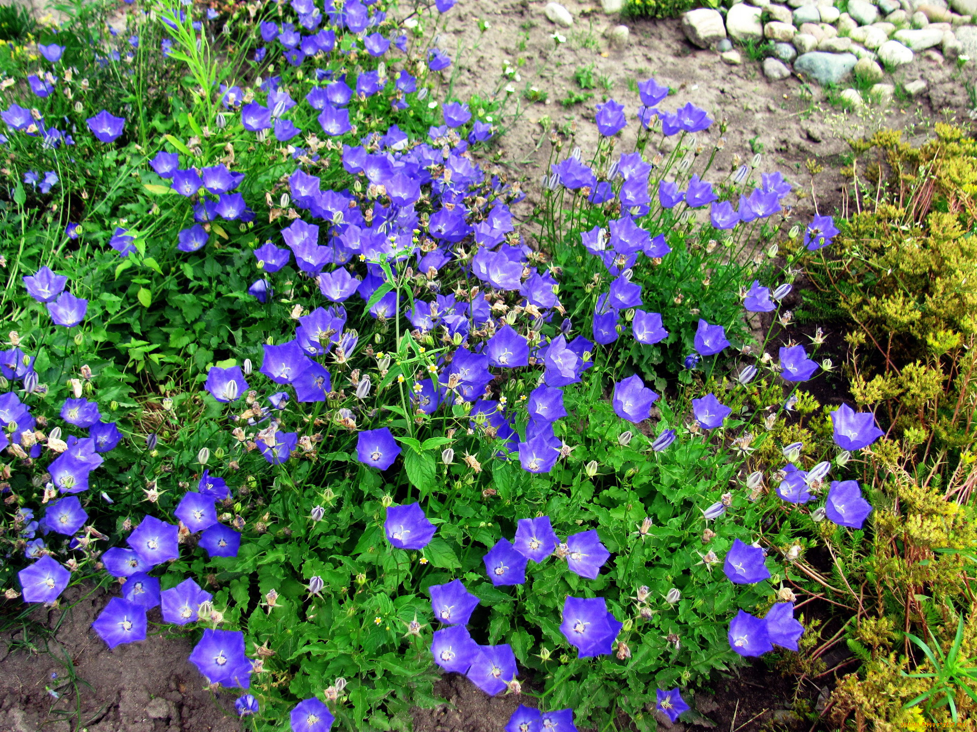 цветы, колокольчики, синий