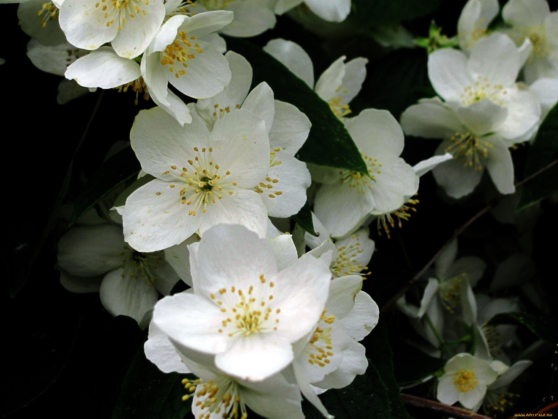 цветы, жасмин, белый