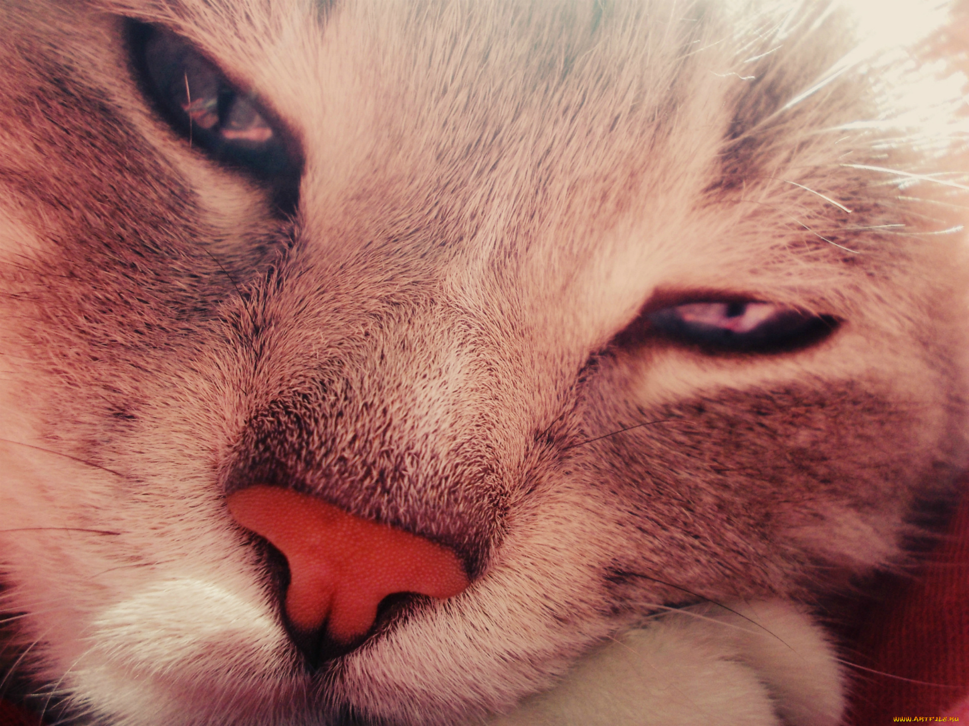 кот, животные, коты, кошки