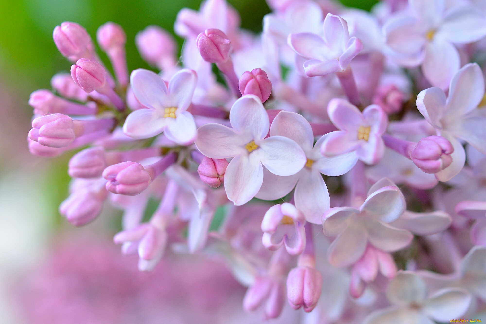 цветы, сирень, соцветие, цветки, макро