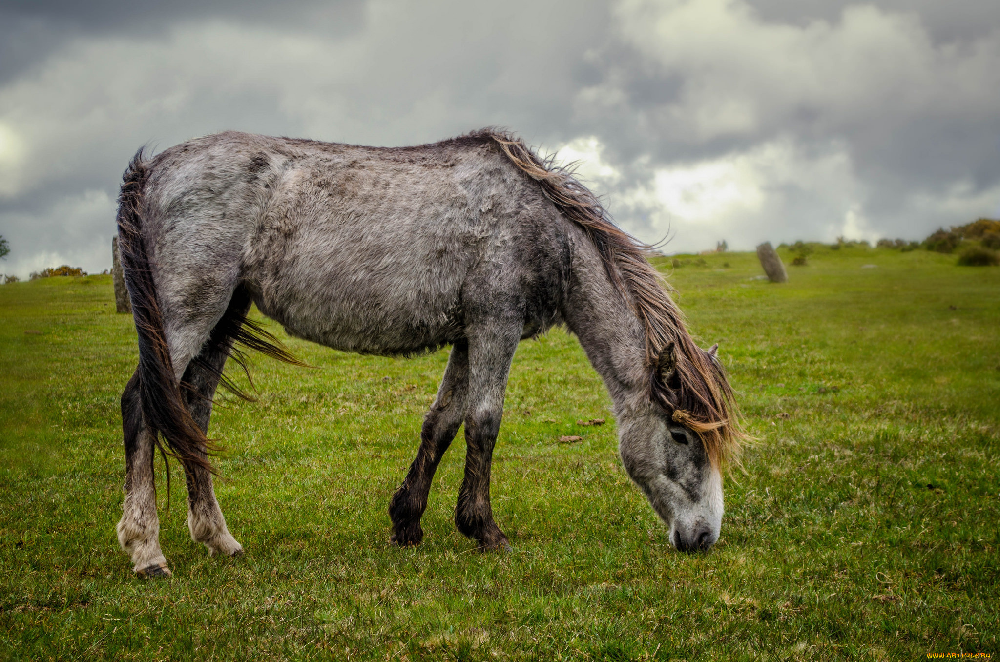 животные, лошади, лошадка