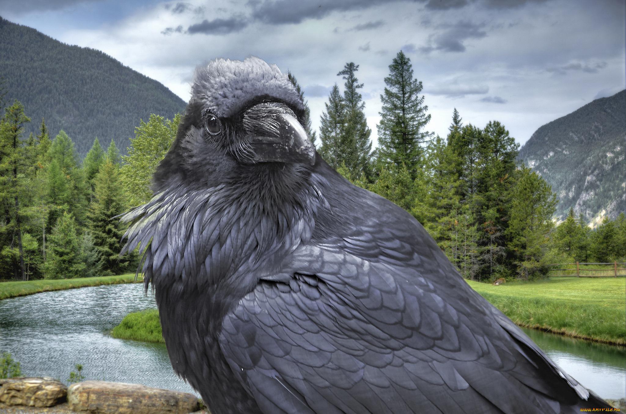 животные, вороны, , грачи, , галки, ворон