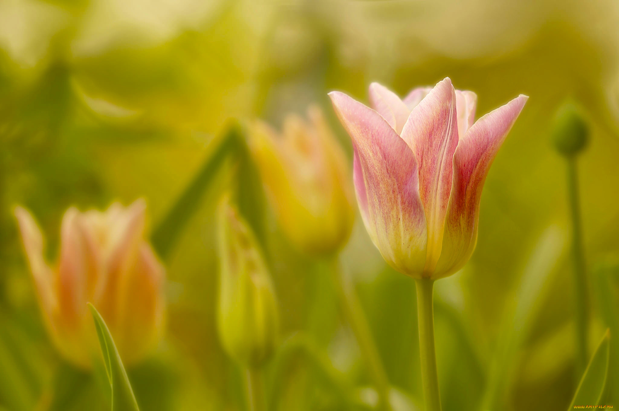 цветы, тюльпаны, тюльпан, бутон, макро, боке