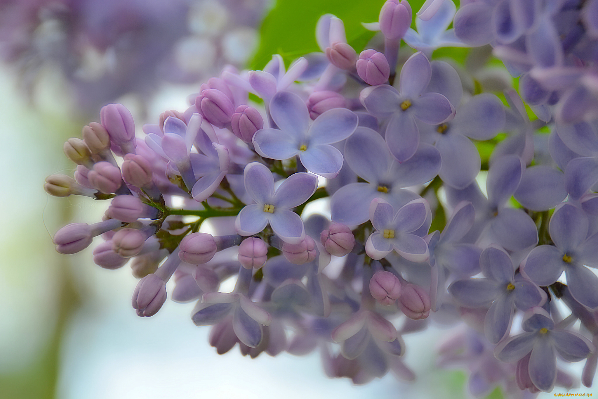 цветы, сирень, соцветие, цветки, макро