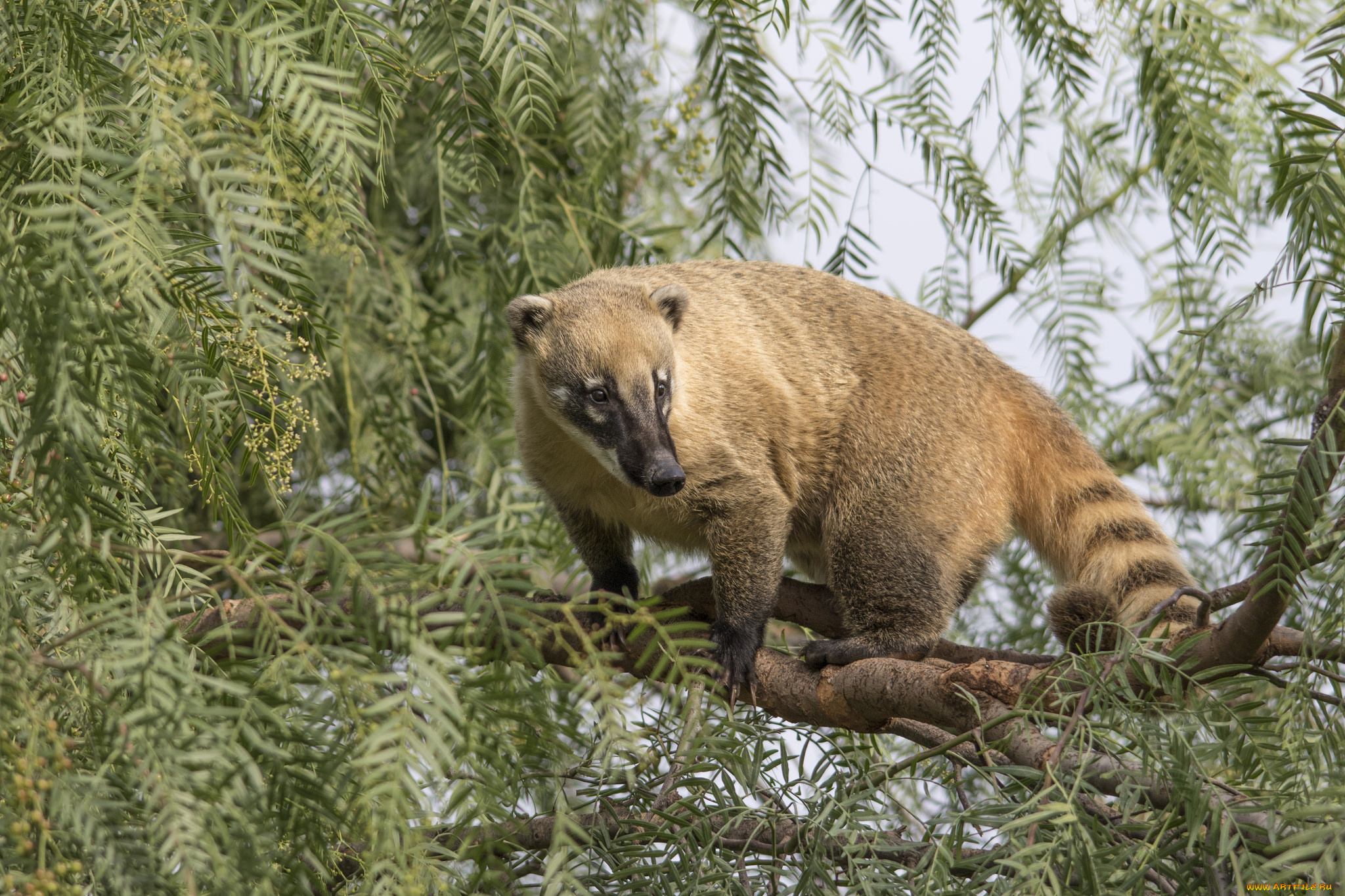 животные, -, другое, носуха