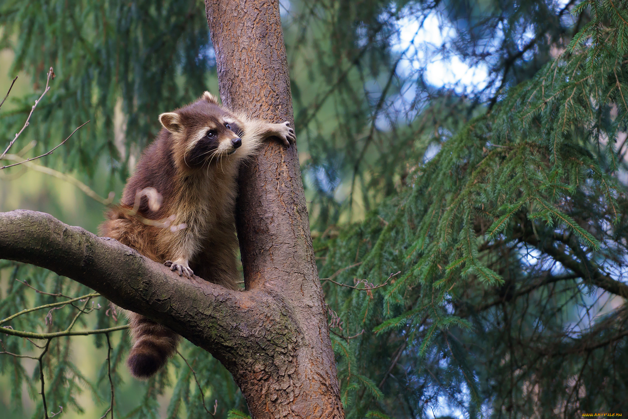 животные, еноты, енот