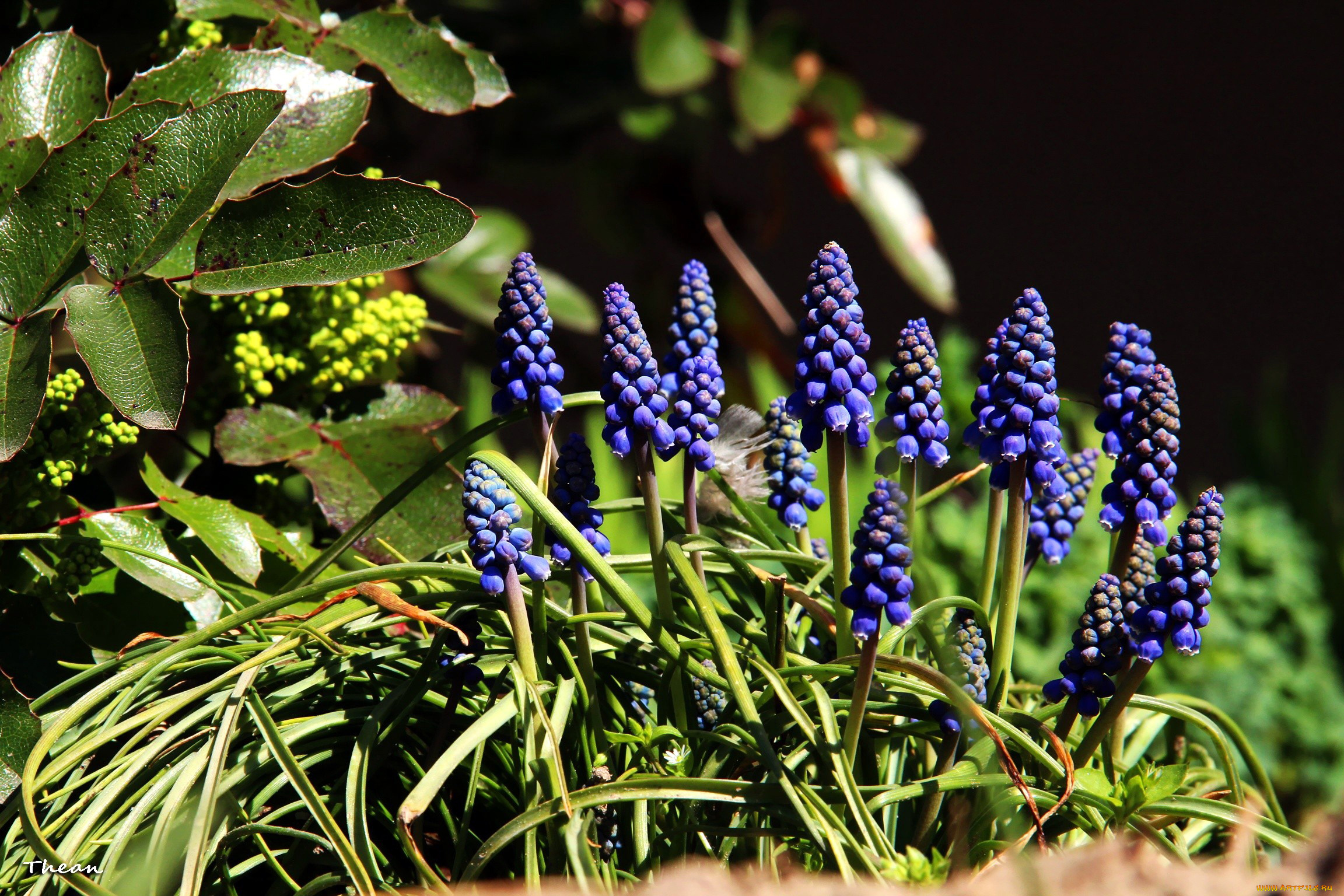 цветы, гиацинты, мускари