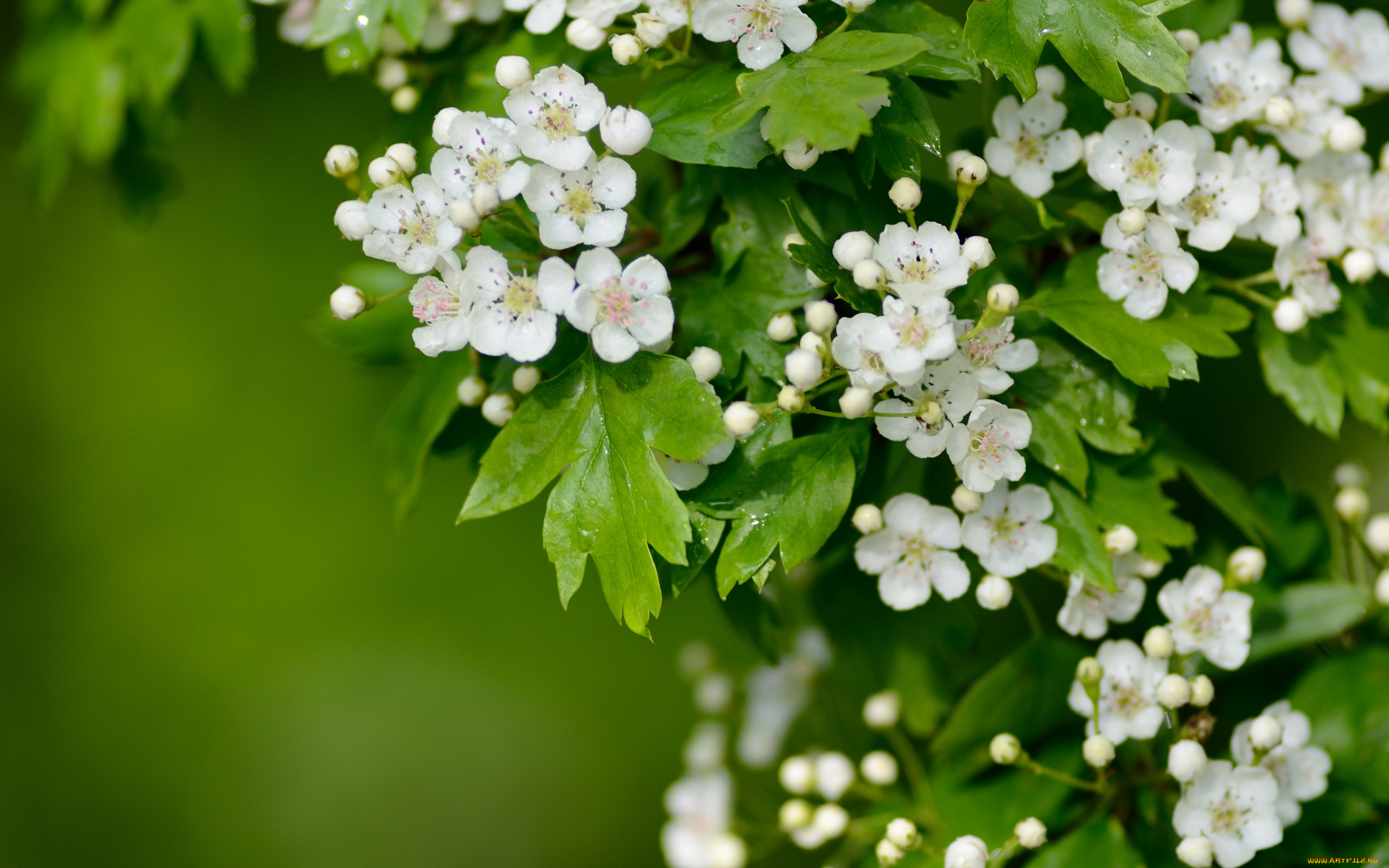 цветы, цветущие, деревья, , , кустарники, цветки, цветение, макро, боярышник