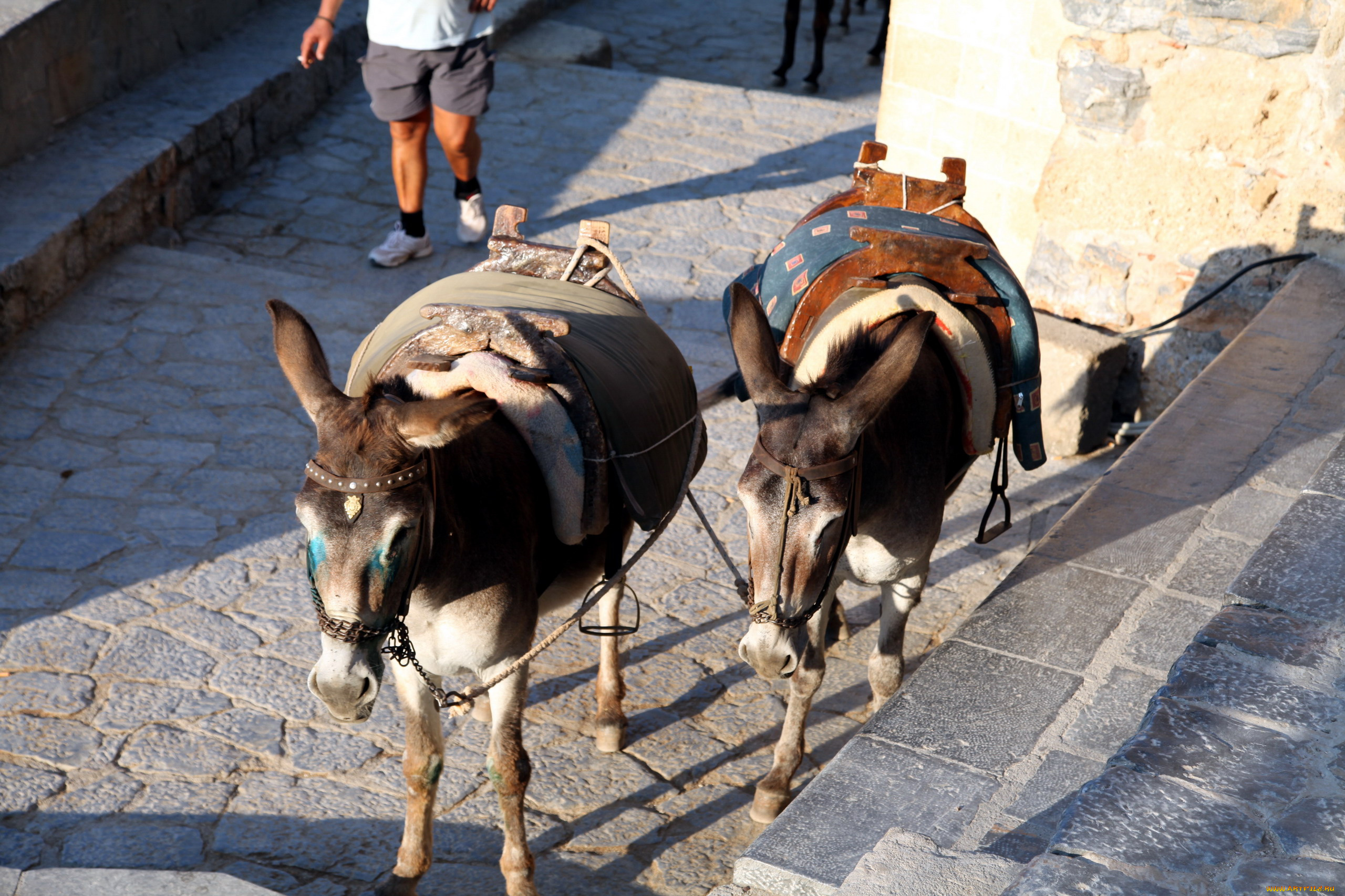 животные, ослы, парочка