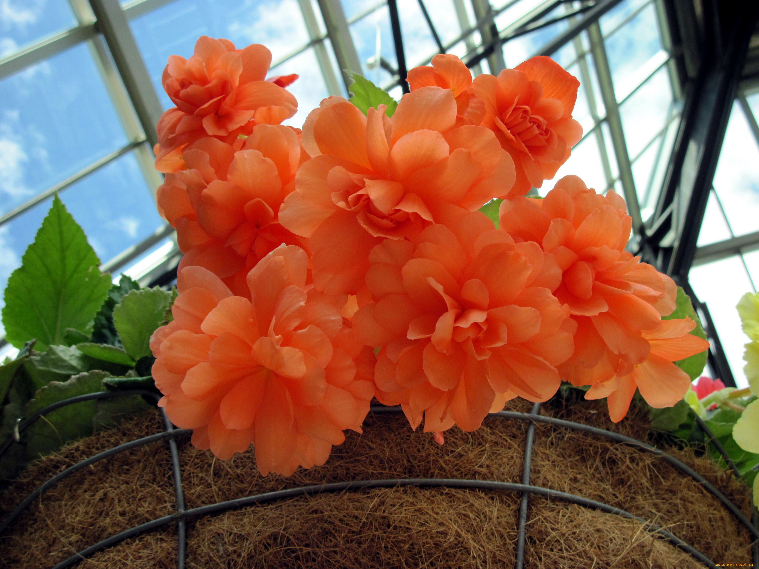 цветы, бегония, персиковый