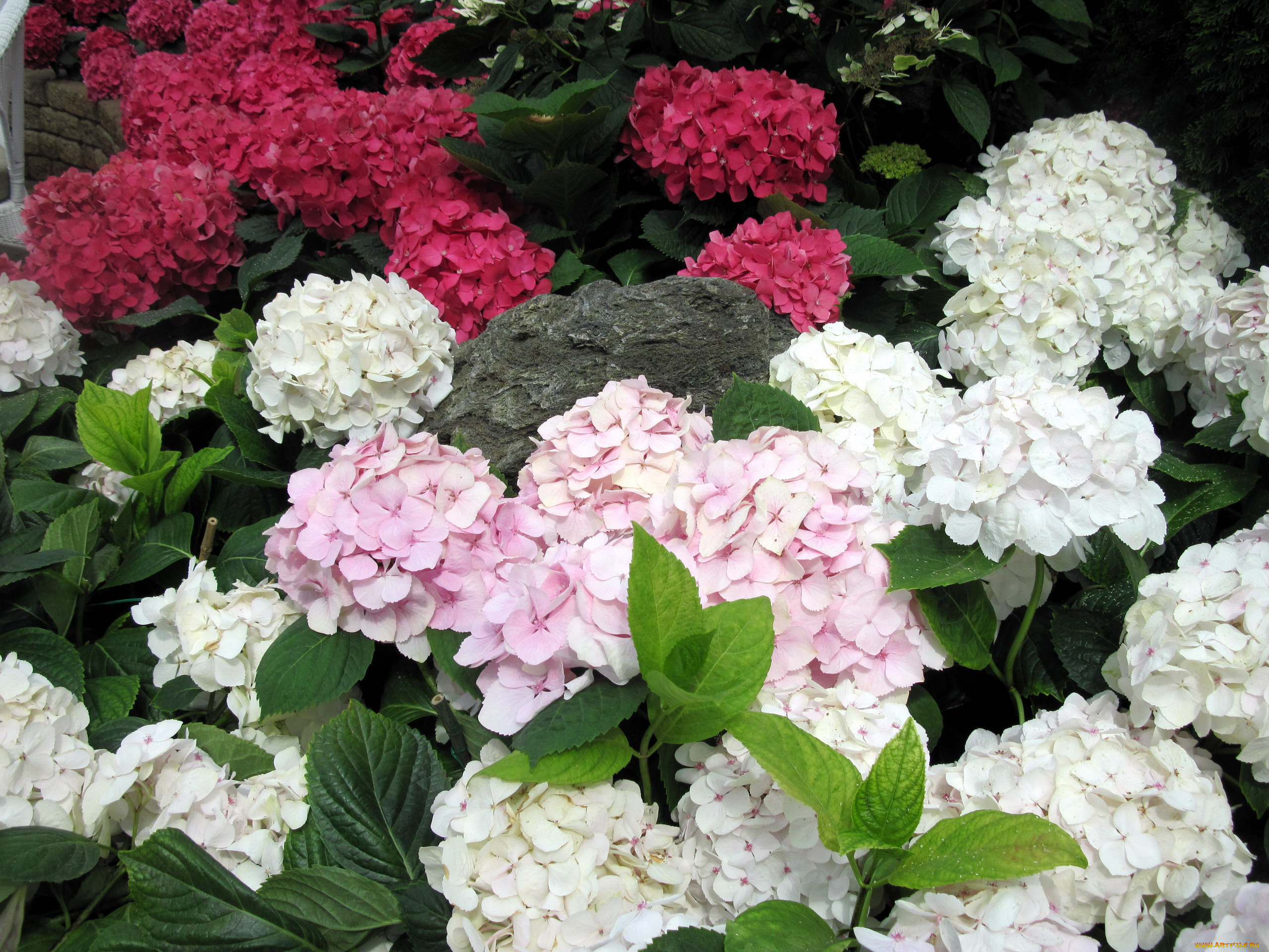 цветы, гортензия, белая, розовая
