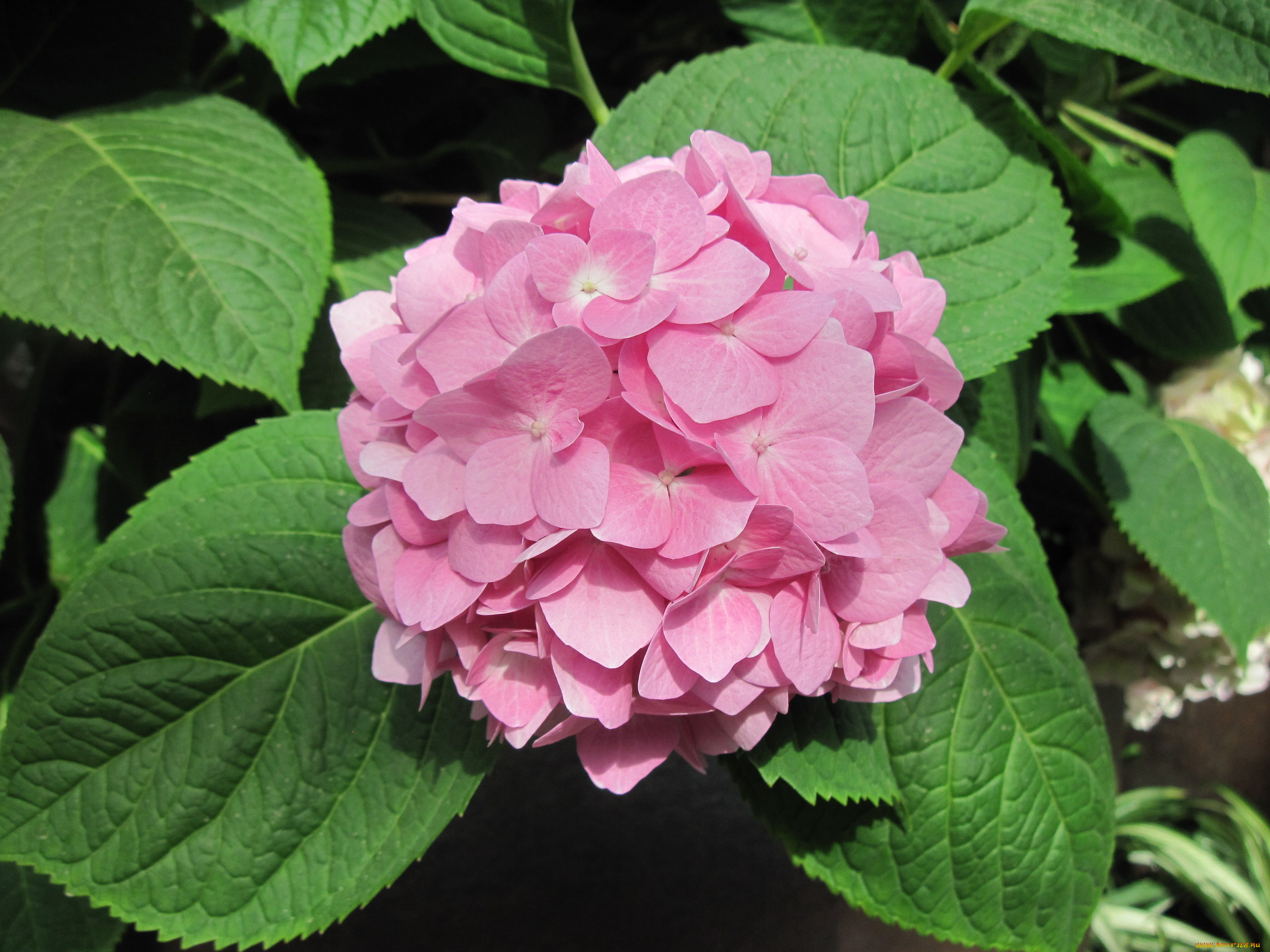 цветы, гортензия, розовый