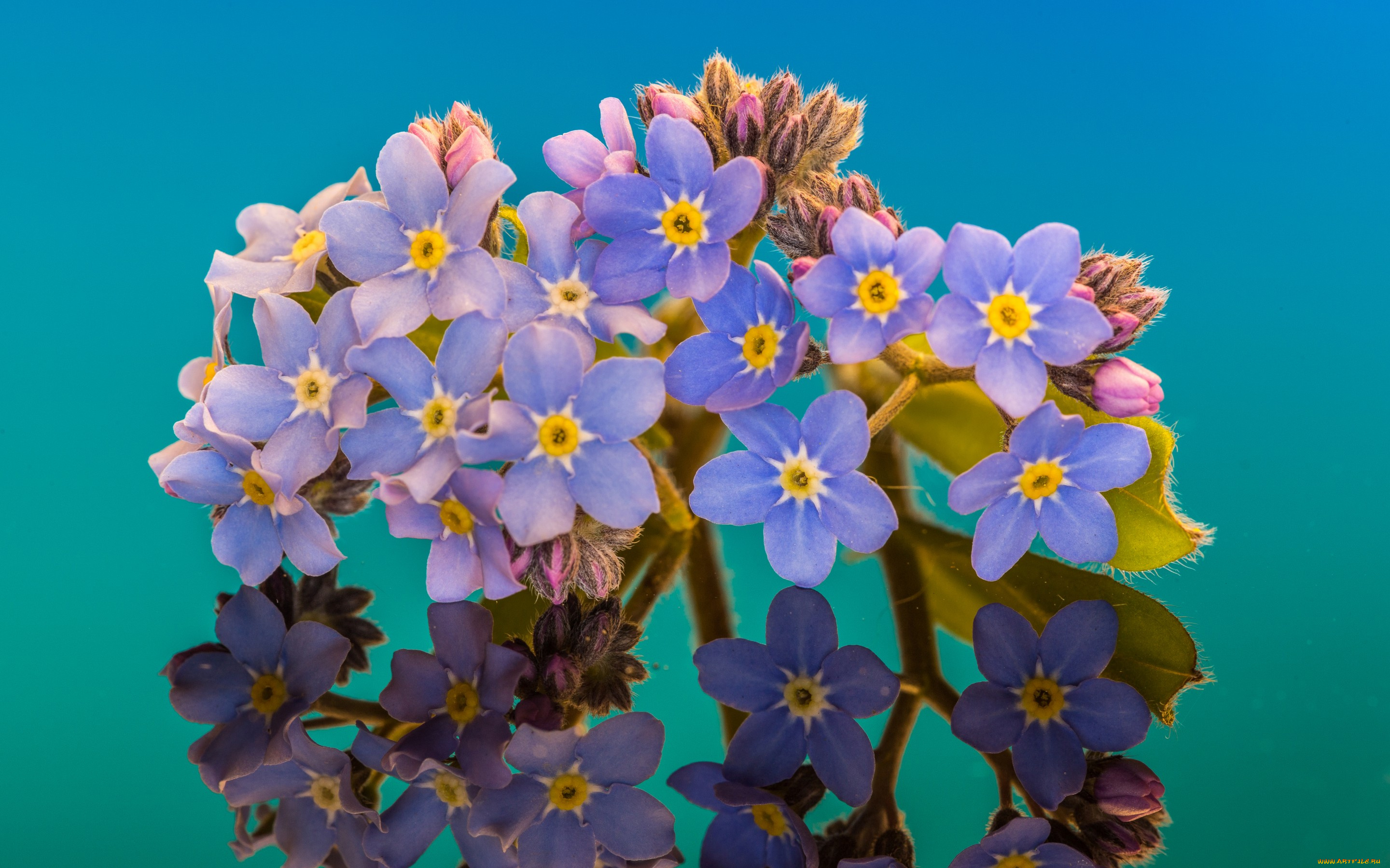 цветы, незабудки, отражение, макро