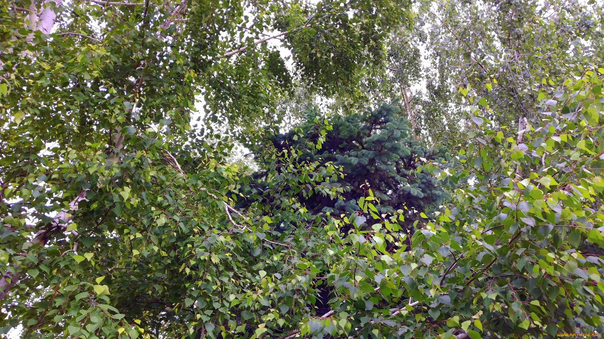 природа, деревья