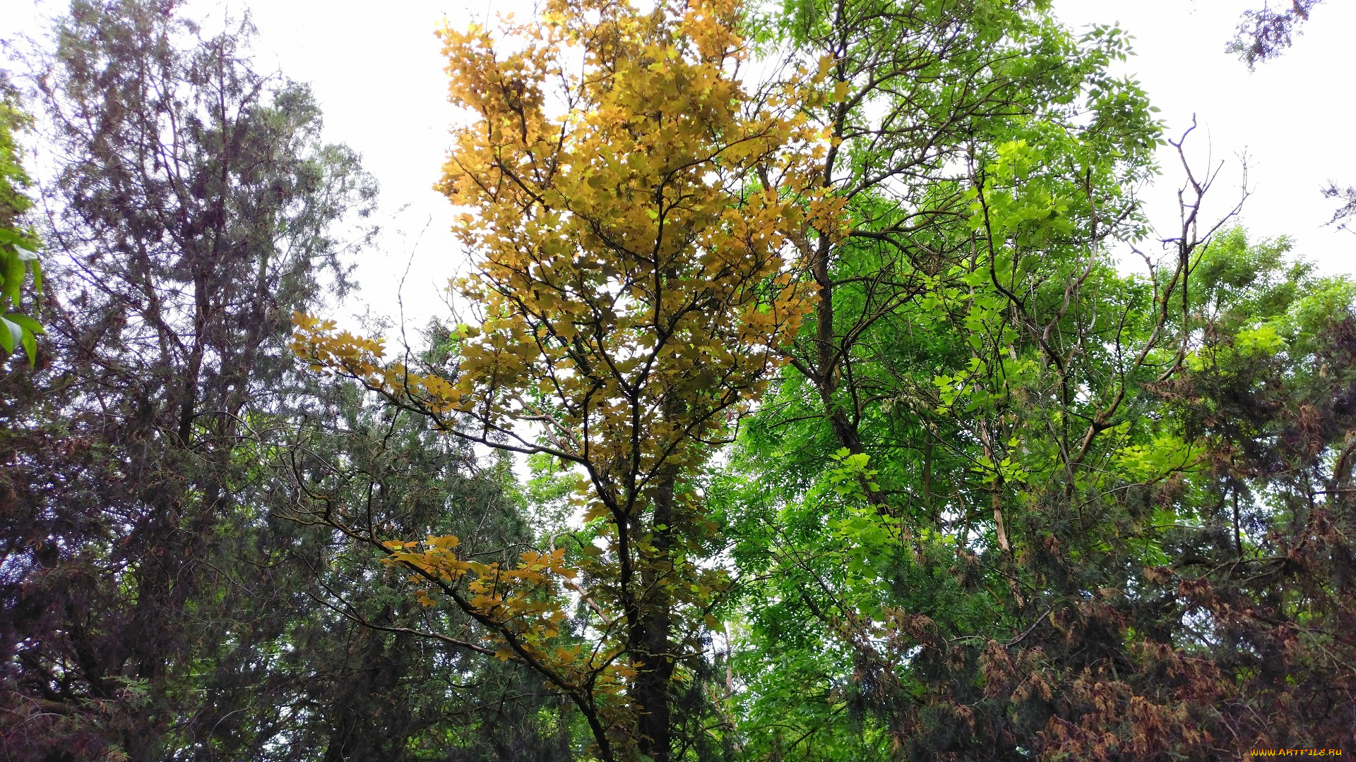 природа, деревья