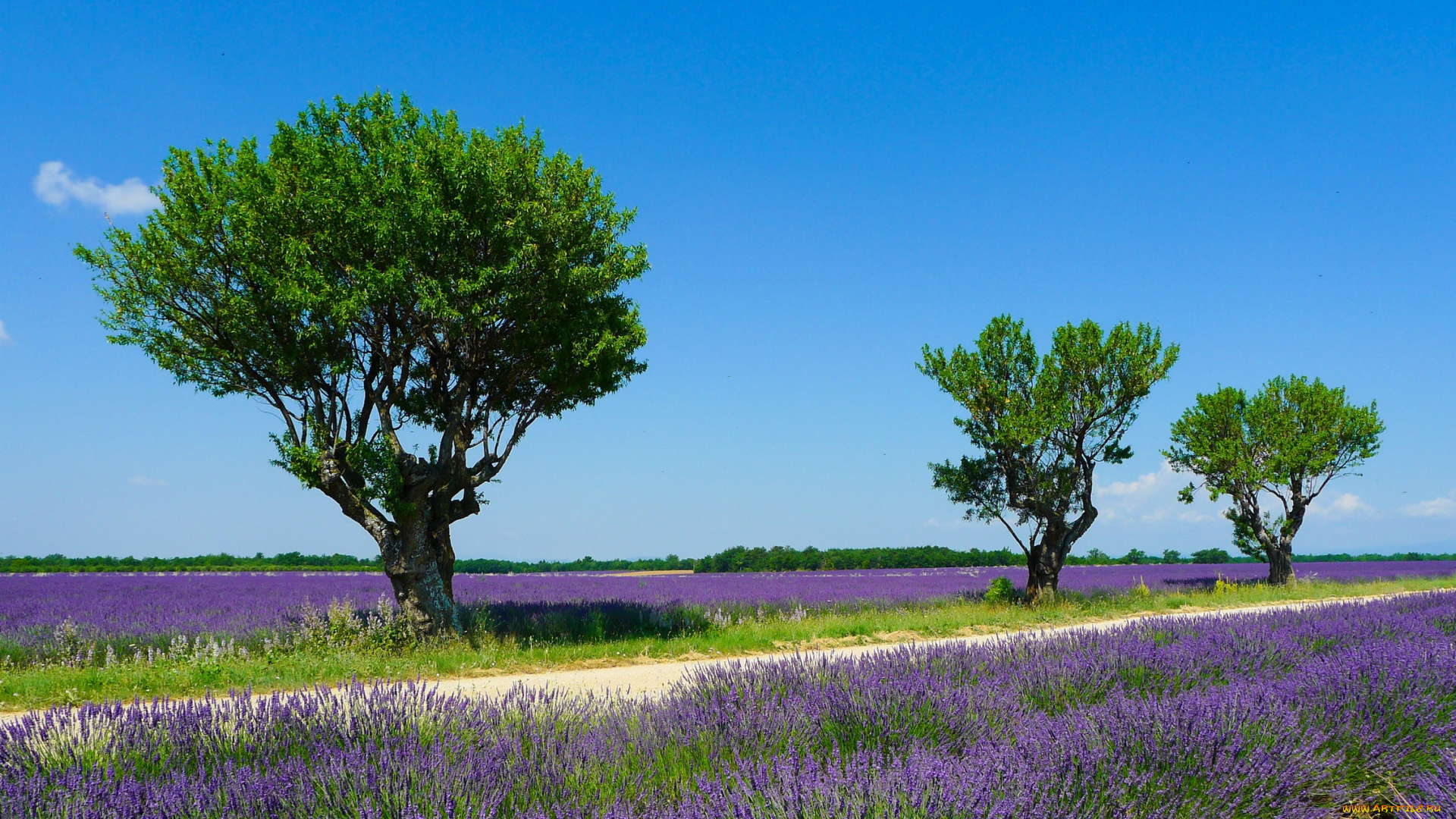 природа, деревья, поле, valensole, лаванда, франция, лето, небо, солнце