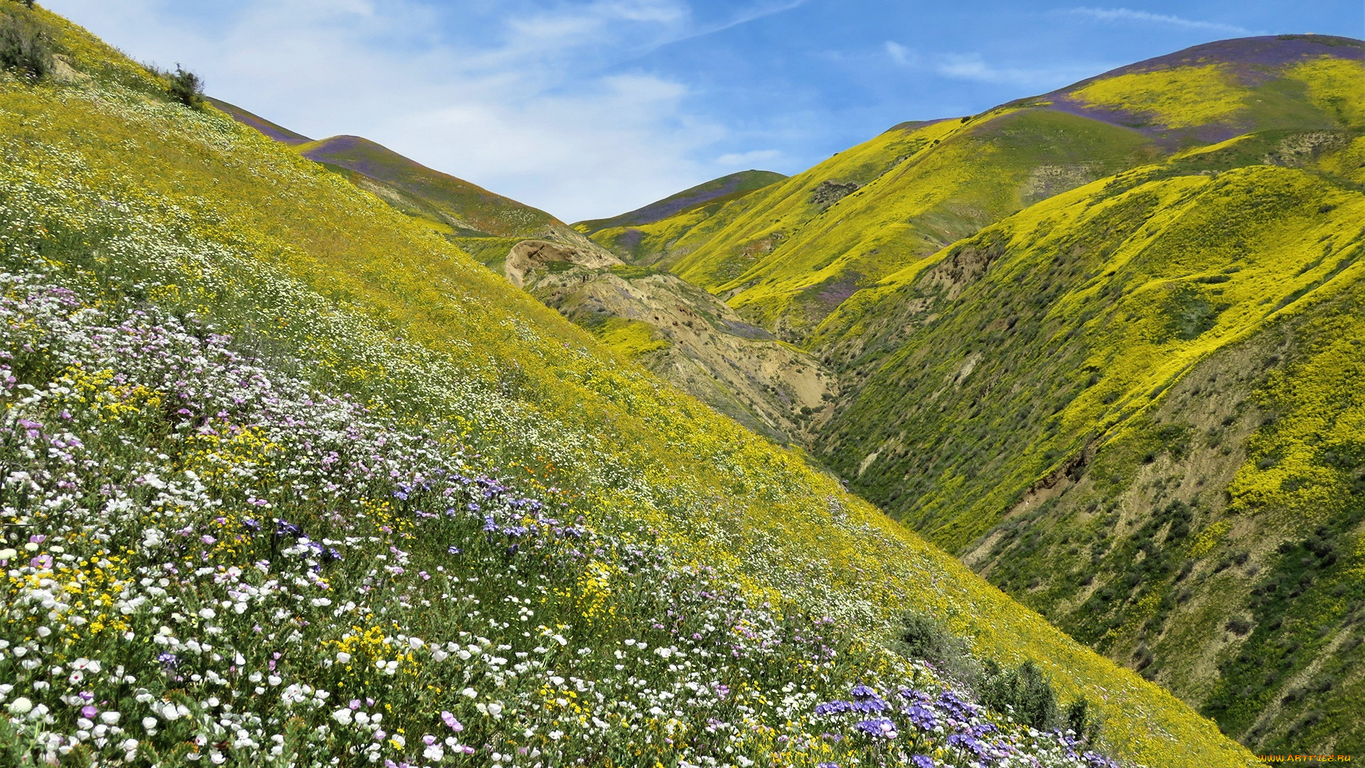 природа, горы, калифорния, ущелье, трава, небо, склон, цветы