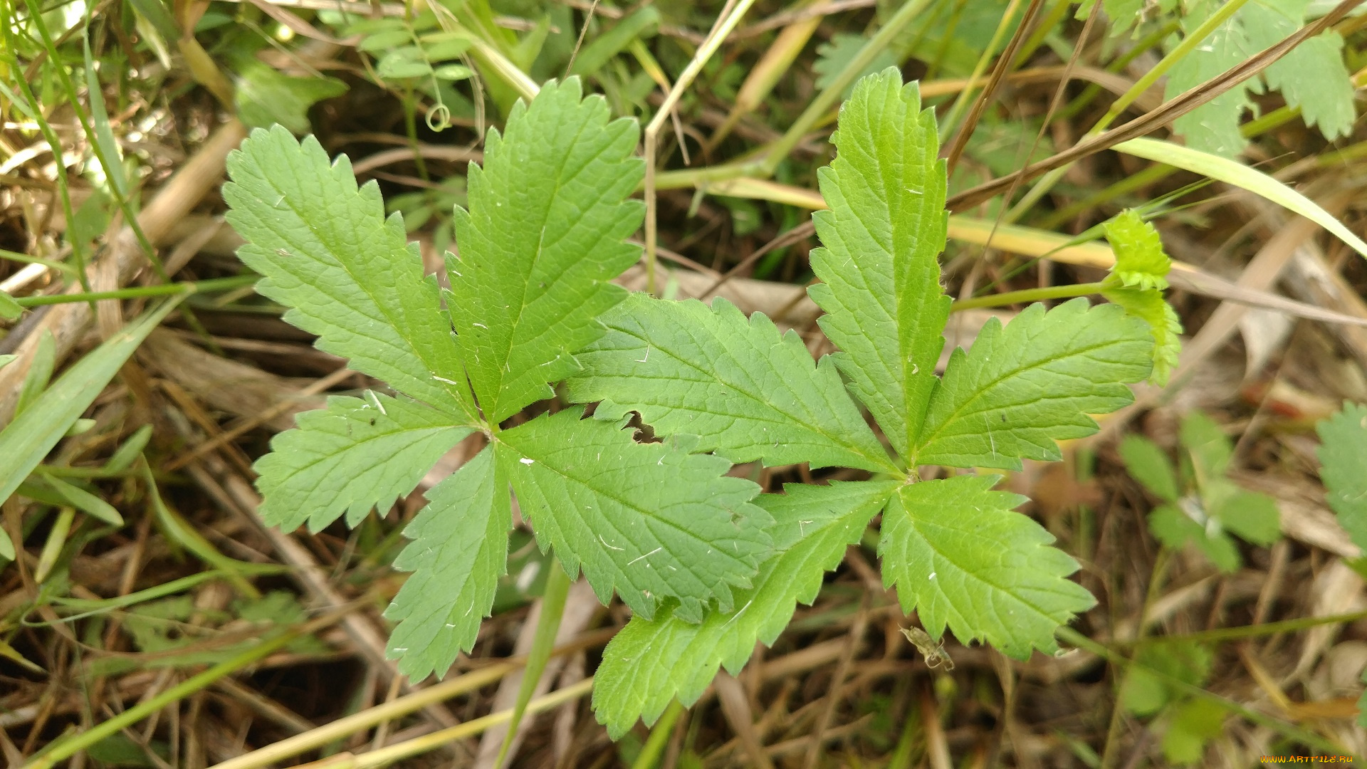 природа, листья