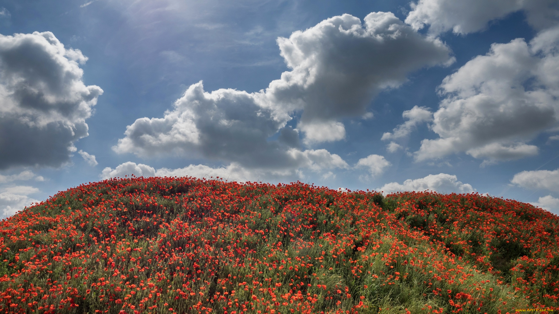 природа, луга, красные, холм, маки, цветы, облака, солнце, трава, небо, лето