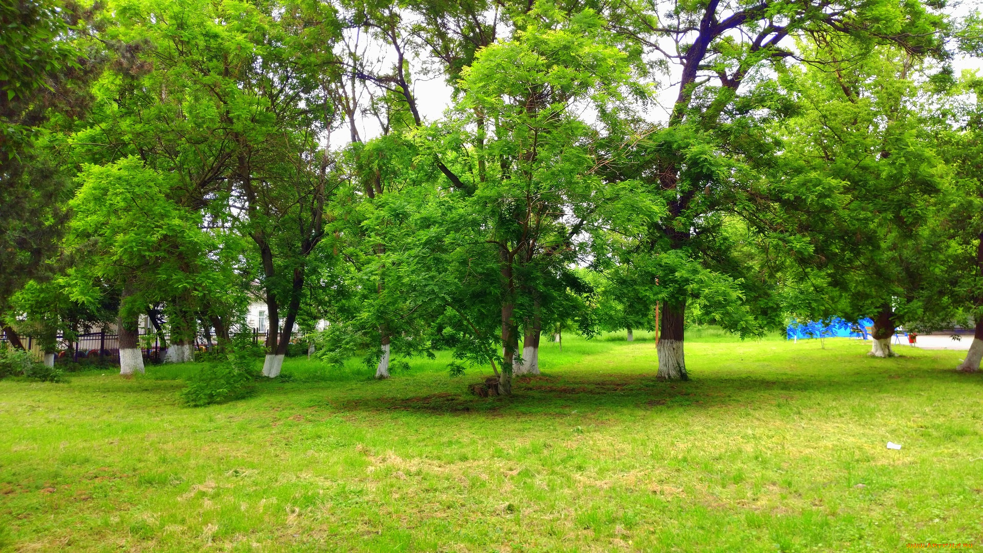 природа, парк