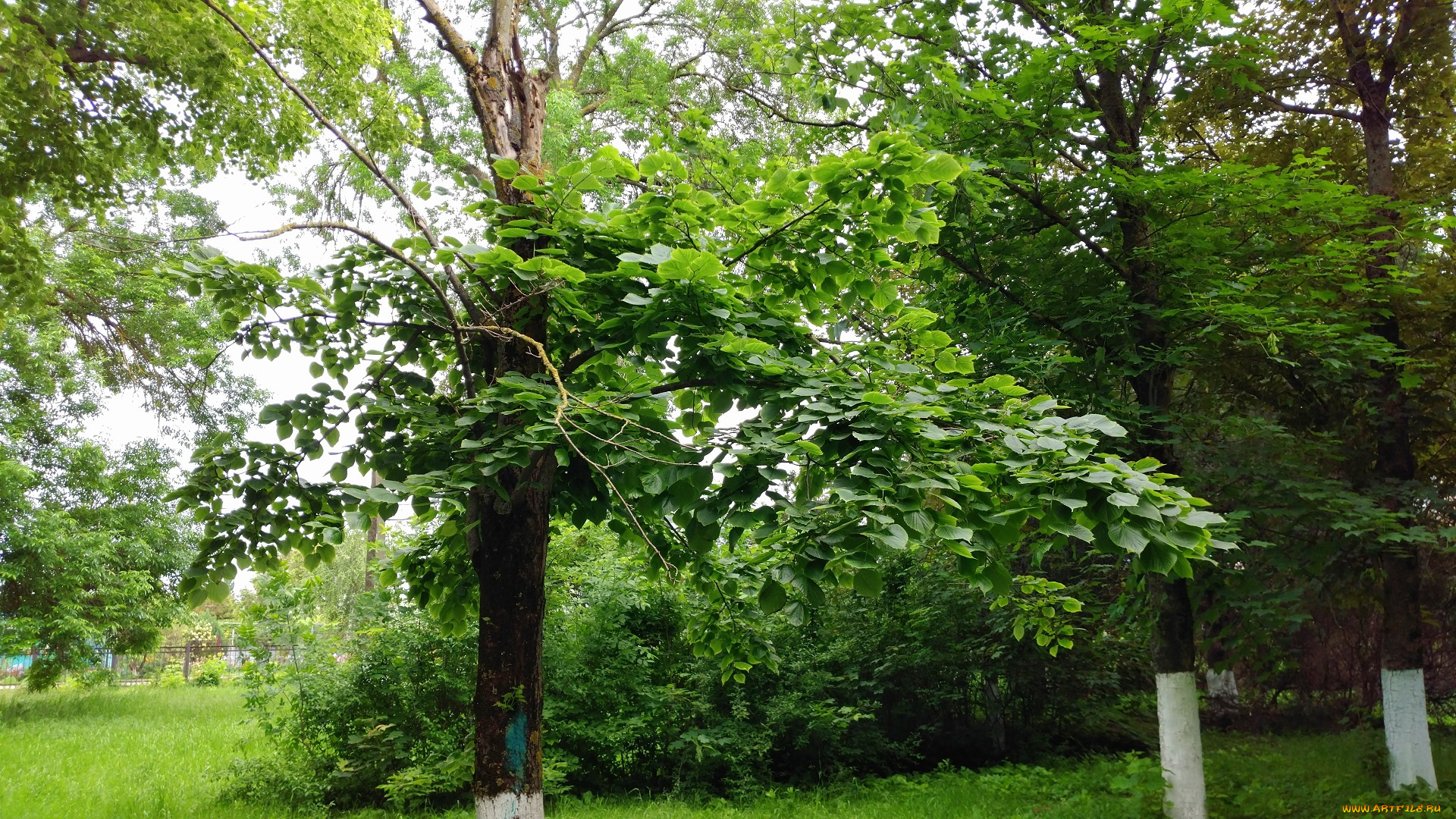 природа, парк, дерево