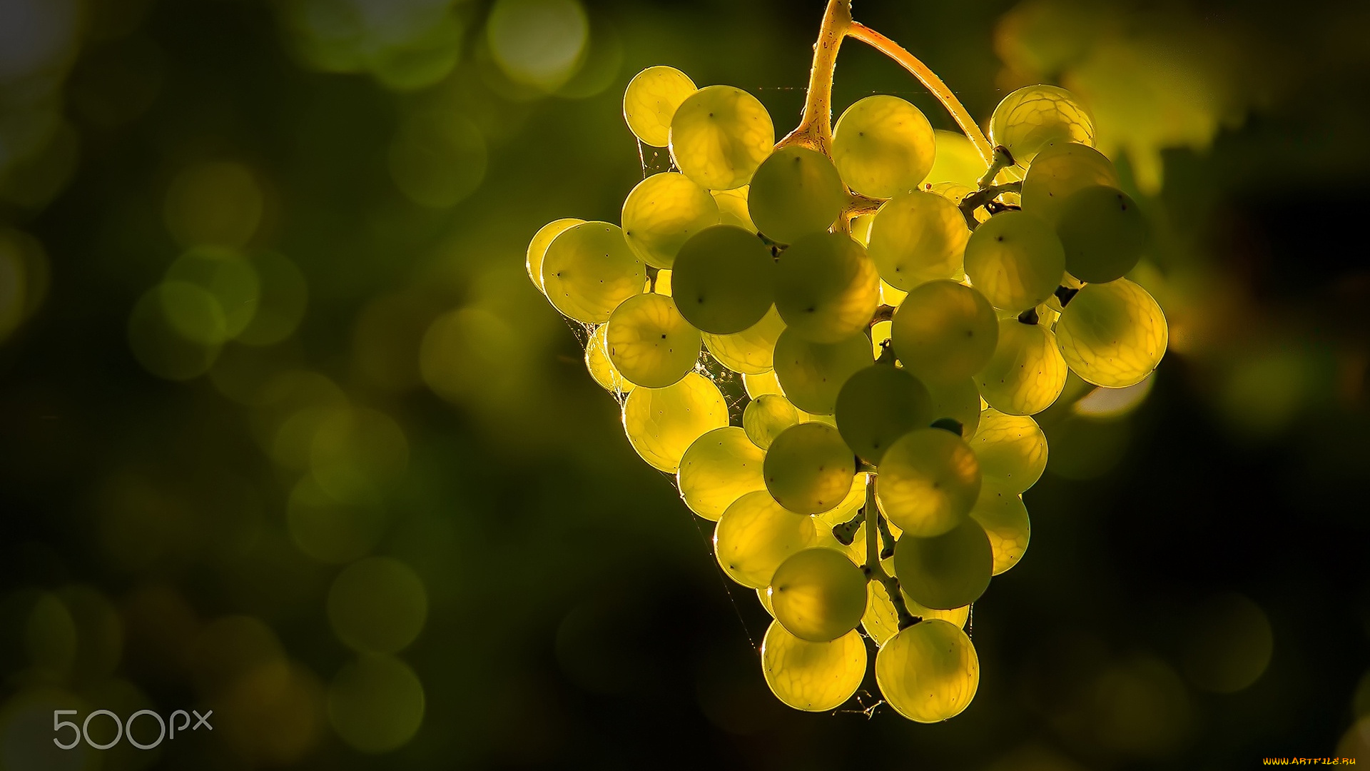 природа, Ягоды, , виноград, ягоды, блики, свет, грона, боке, виноград