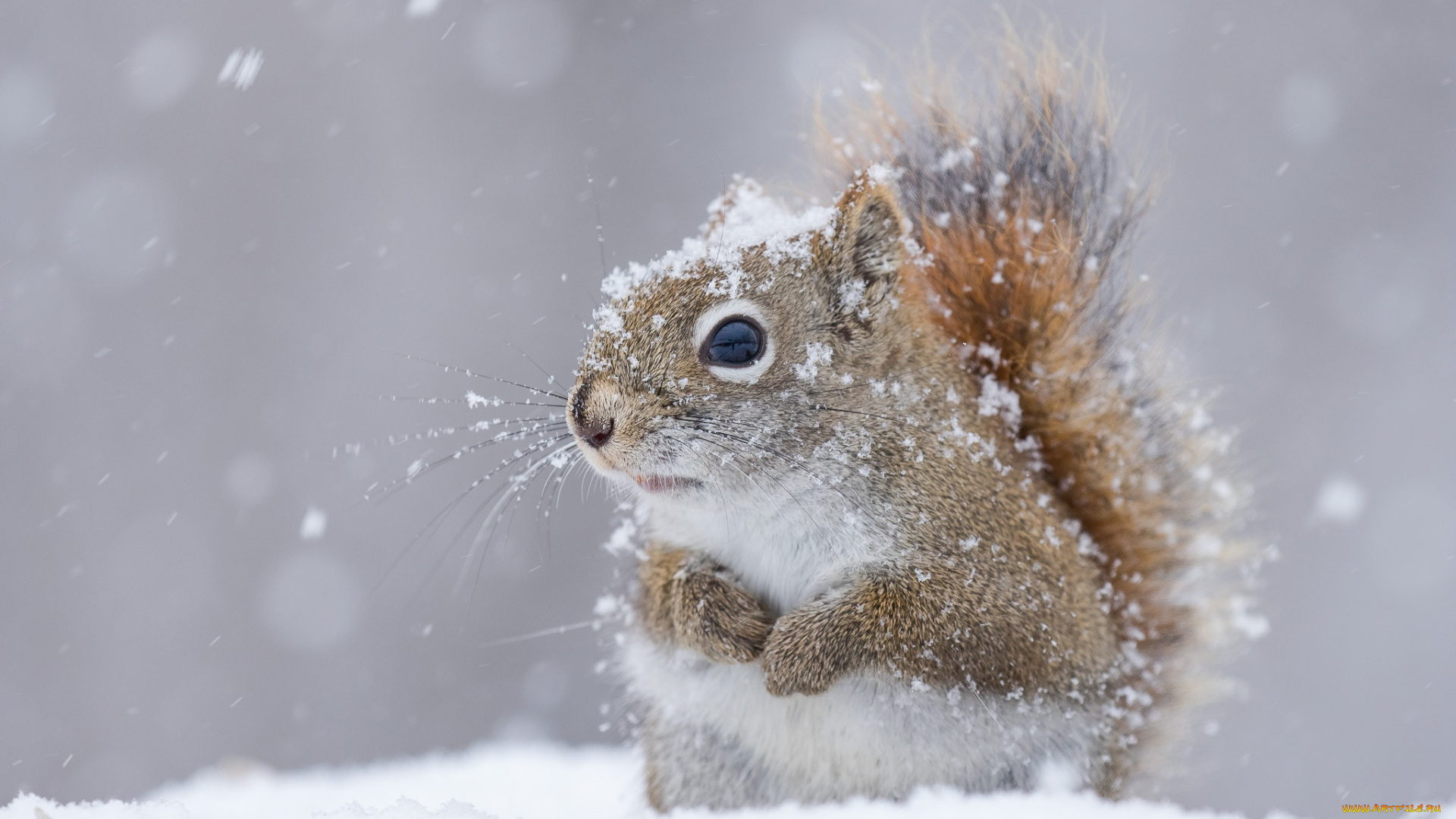 животные, белки, белка, снег, зима