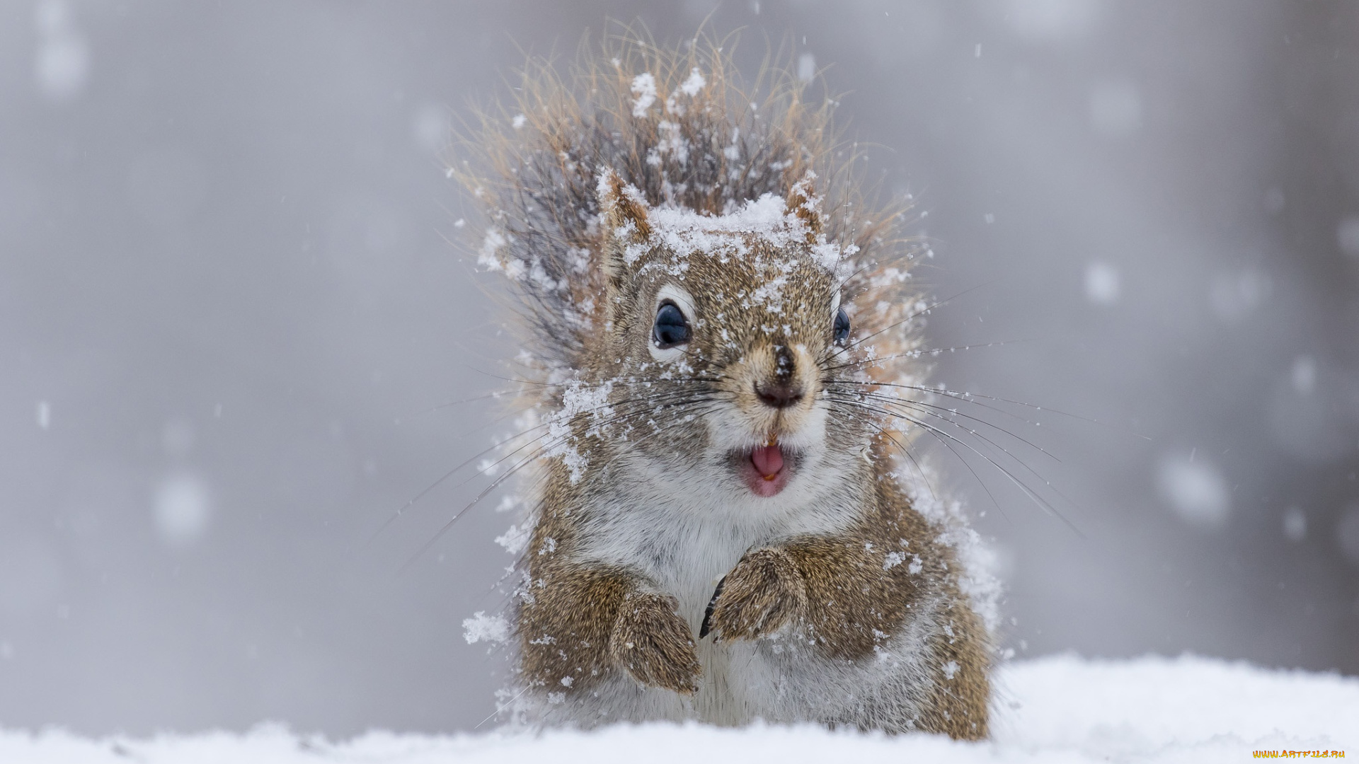 животные, белки, снег, белка, зима