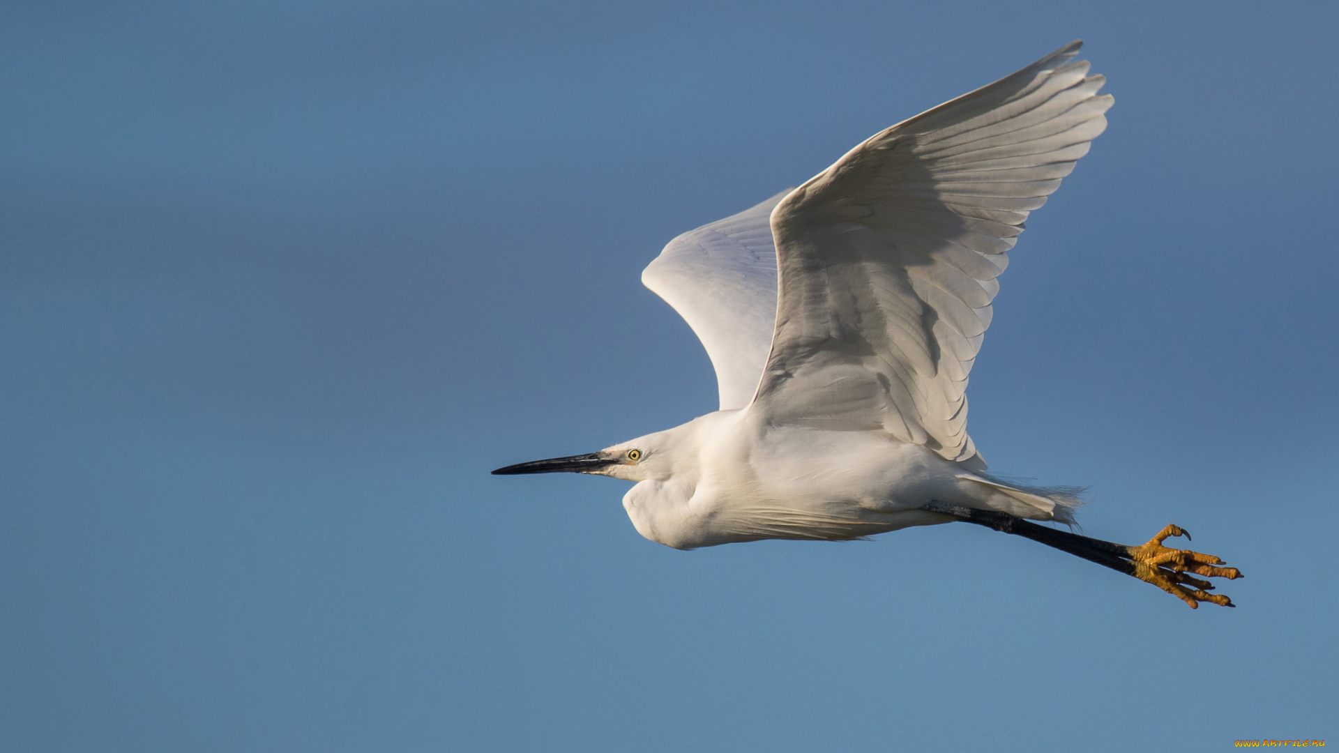 животные, цапли, , выпи, птичка