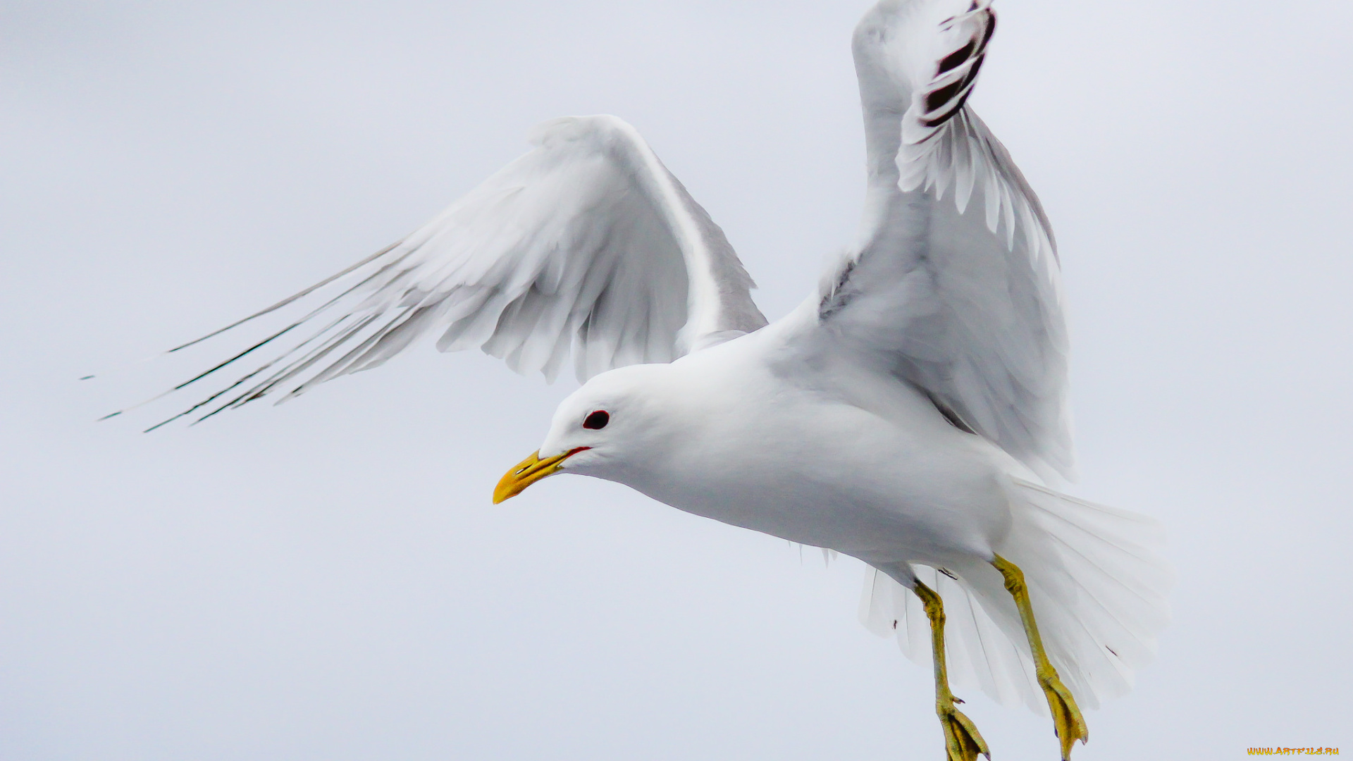 животные, Чайки, , бакланы, , крачки, птичка
