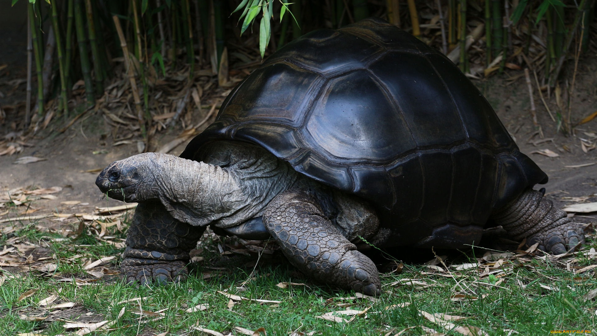 животные, Черепахи, черепаха
