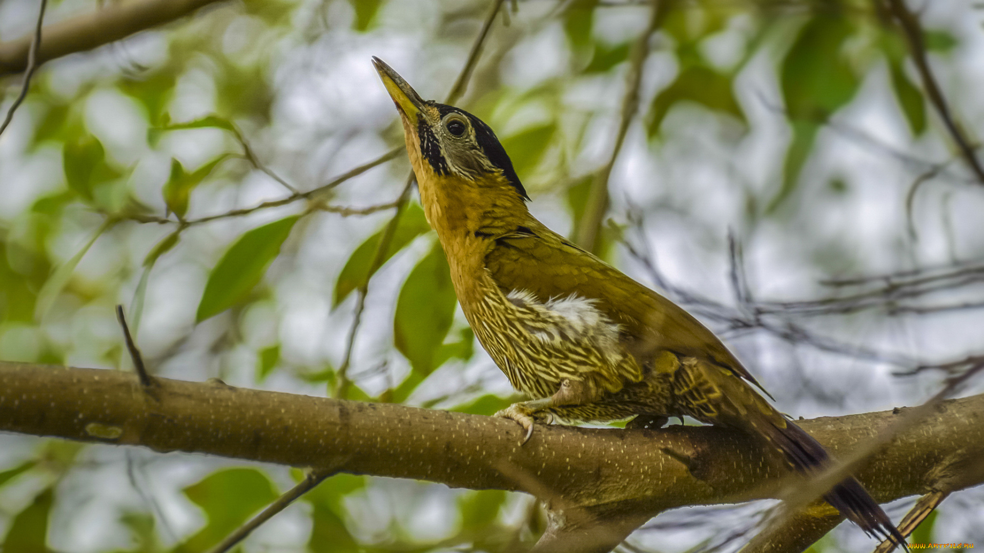 животные, дятлы, птичка