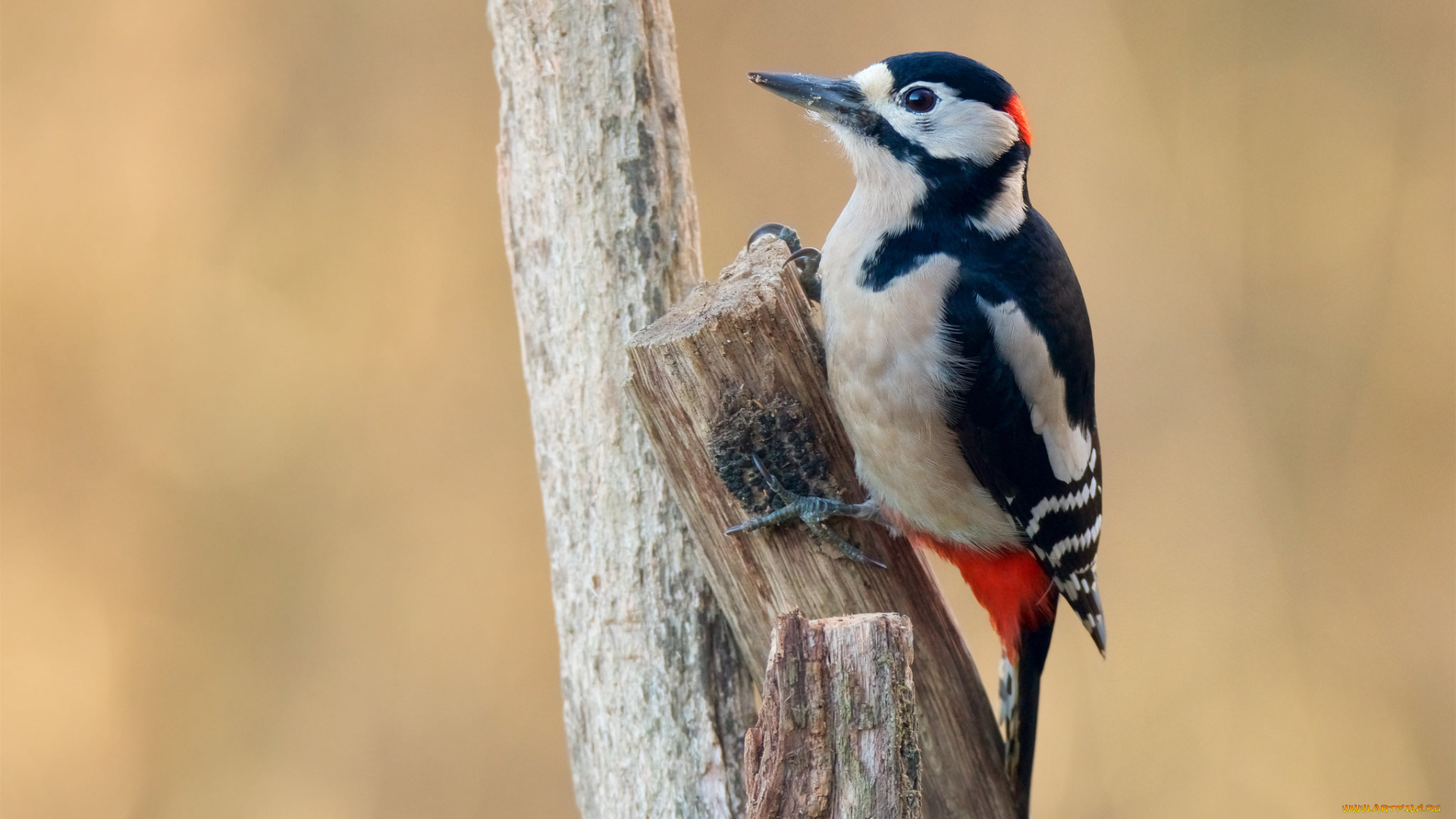 животные, дятлы, птичка