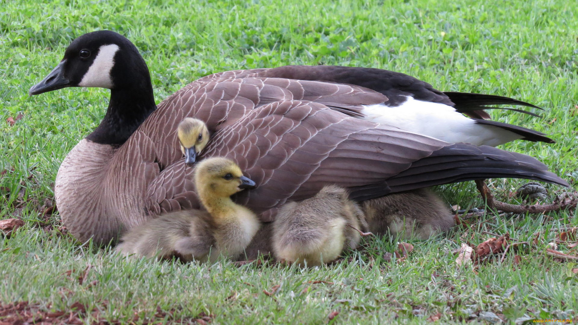 животные, гуси, птичка