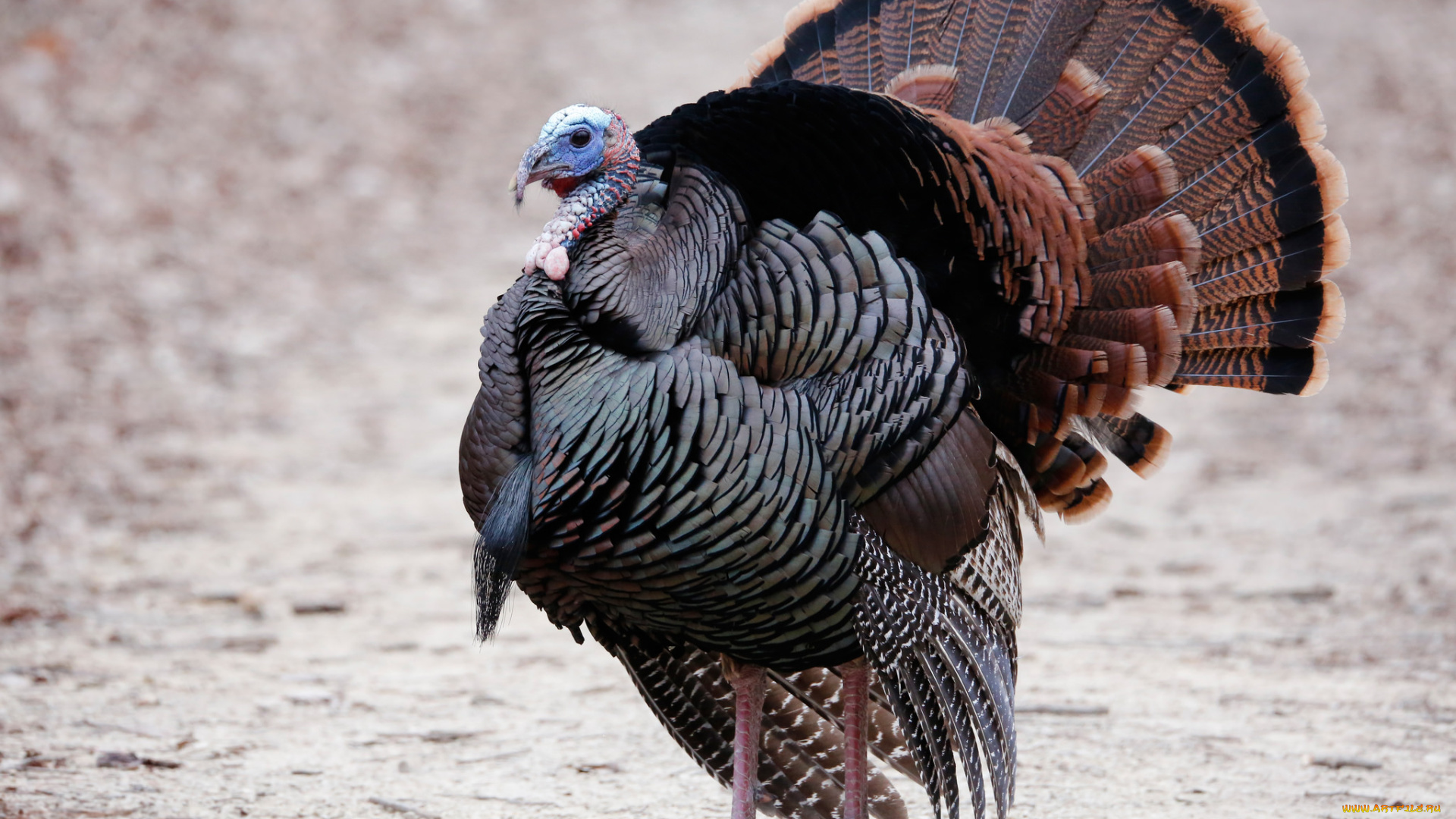 животные, индюки, птичка