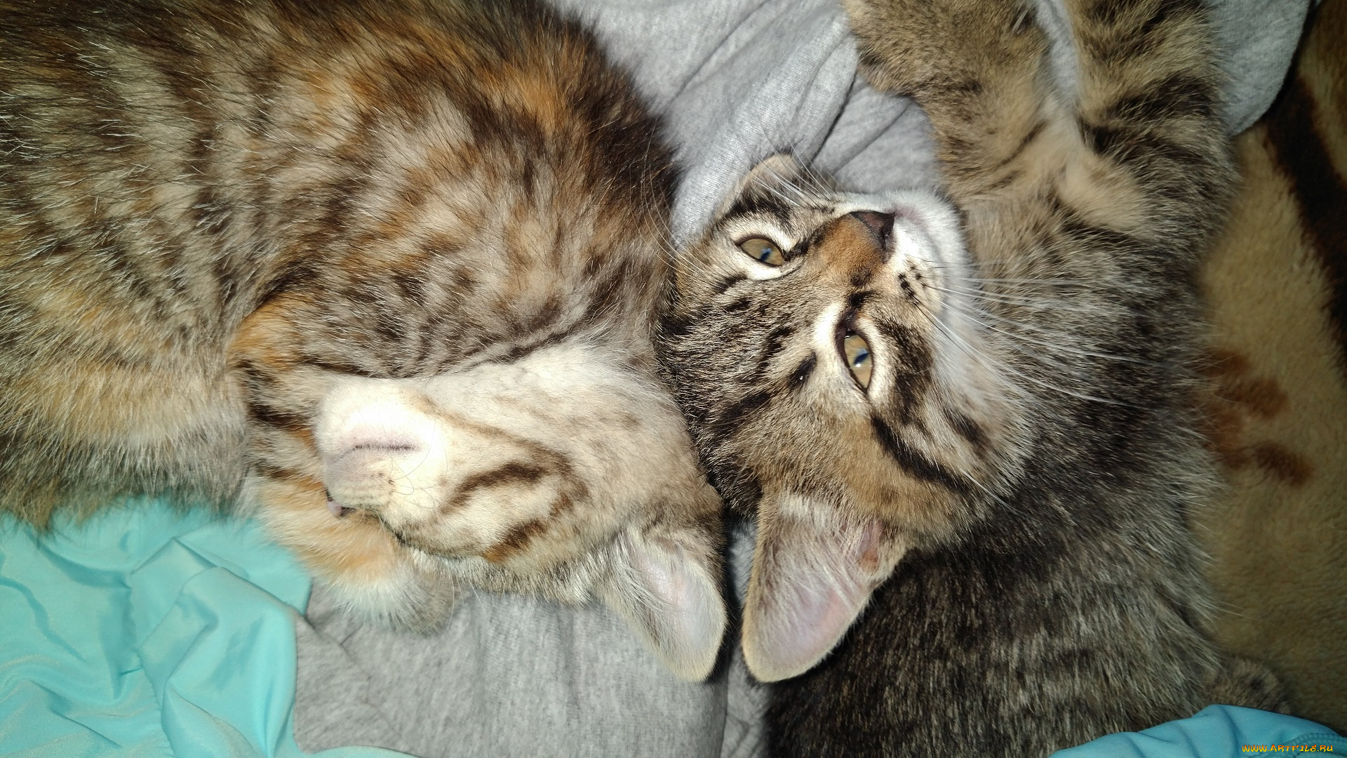 животные, коты, котята